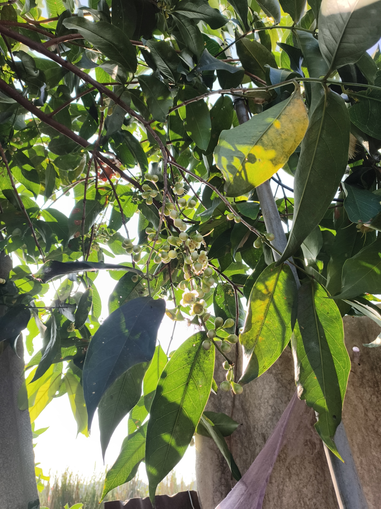 This image captures a close-up view of branches and leaves of a tree, possibly bearing young fruit, with a bright sky in the background. The scene appears to be outdoors, given the natural lighting and the presence of a rough, textured surface on the right that could be a wall or fence. Sunlight filters through the leaves, creating highlights and casting shadows. The overall impression is one of a natural, slightly overgrown environment. The specific location in Pekalongan, Indonesia, is not visually evident within the image itself. There are no people or specific actions depicted. The focus is on the botanical elements and the play of light.