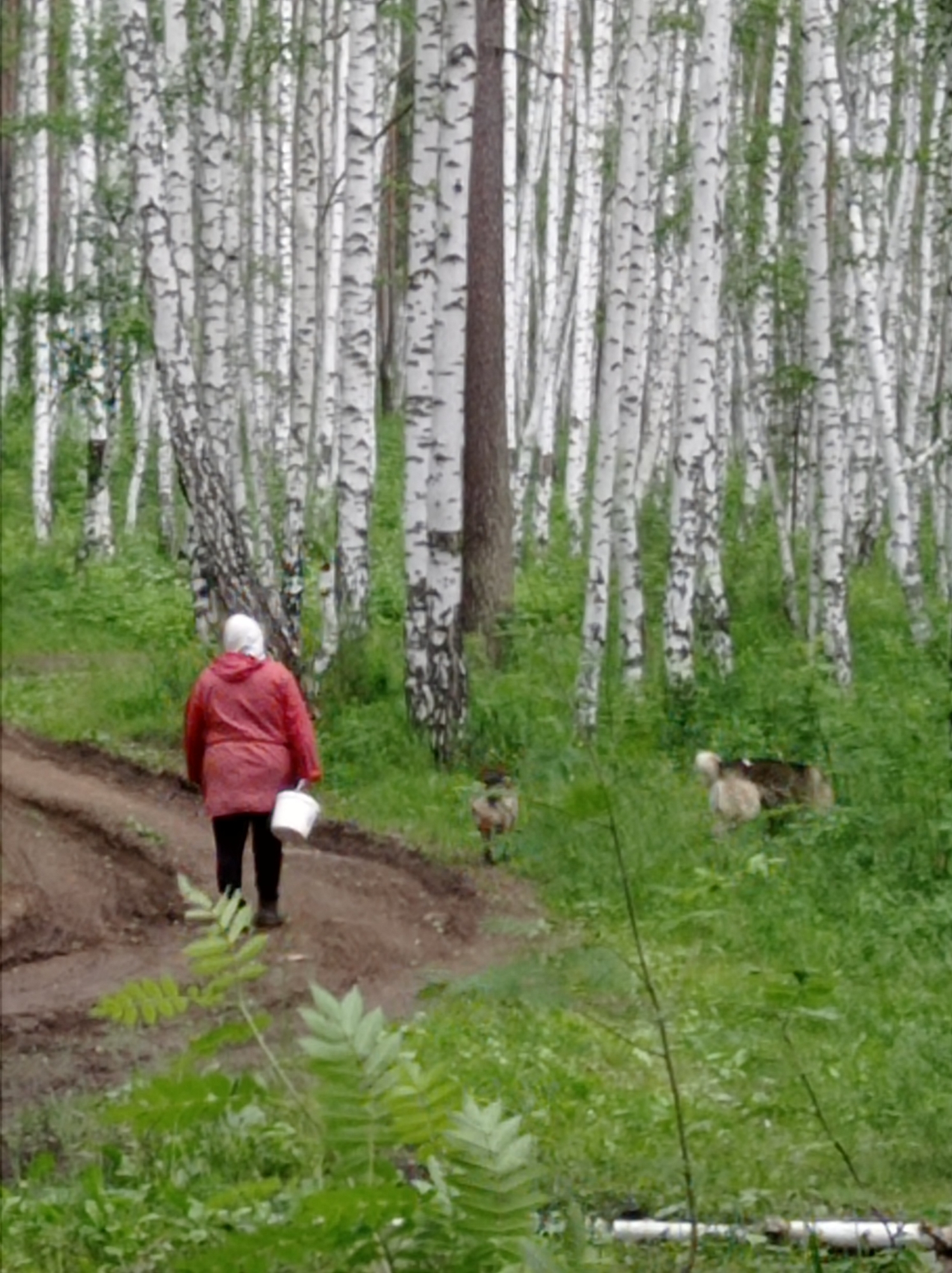 A person wearing a red hooded jacket and black pants walks away from the camera on a dirt path. The person is carrying a white bucket in their right hand. The path is bordered by a lush green forest with many birch trees. In the background, two dogs are visible among the foliage, one light brown and white, the other darker. The scene depicts a natural, outdoor environment, likely a park or wooded area, with no identifiable city landmarks.