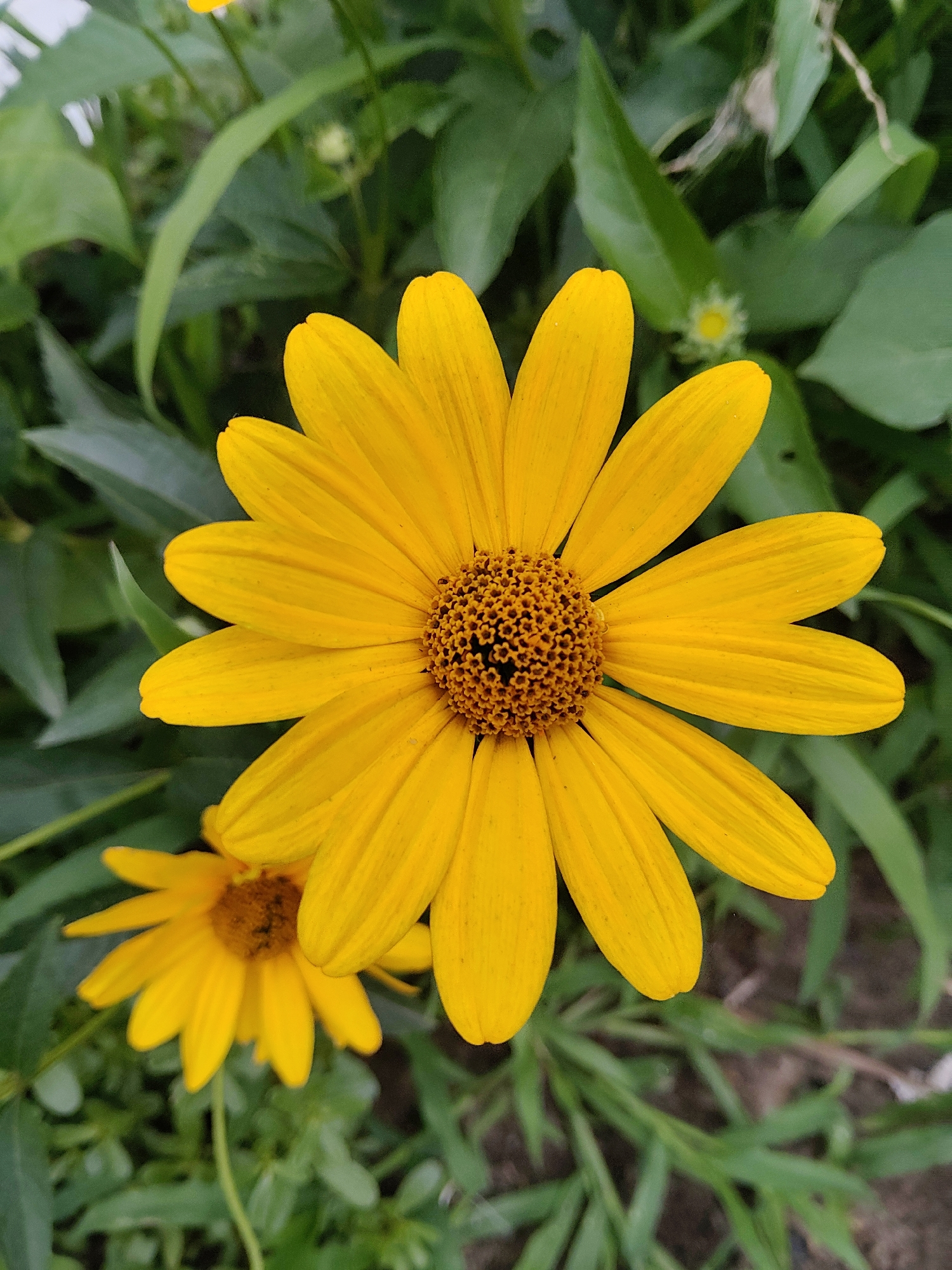 A close-up, eye-level, vertical shot captures a vibrant yellow daisy-like flower in full bloom. The flower dominates the center of the frame, its petals radiating outwards from a textured brown center. Behind the main bloom, a smaller, slightly blurred yellow flower is visible. The background consists of lush green foliage, suggesting an outdoor garden setting. The lighting is bright, highlighting the yellow hues of the flowers and the verdant tones of the leaves. This image was taken in Kharkiv, Ukraine.