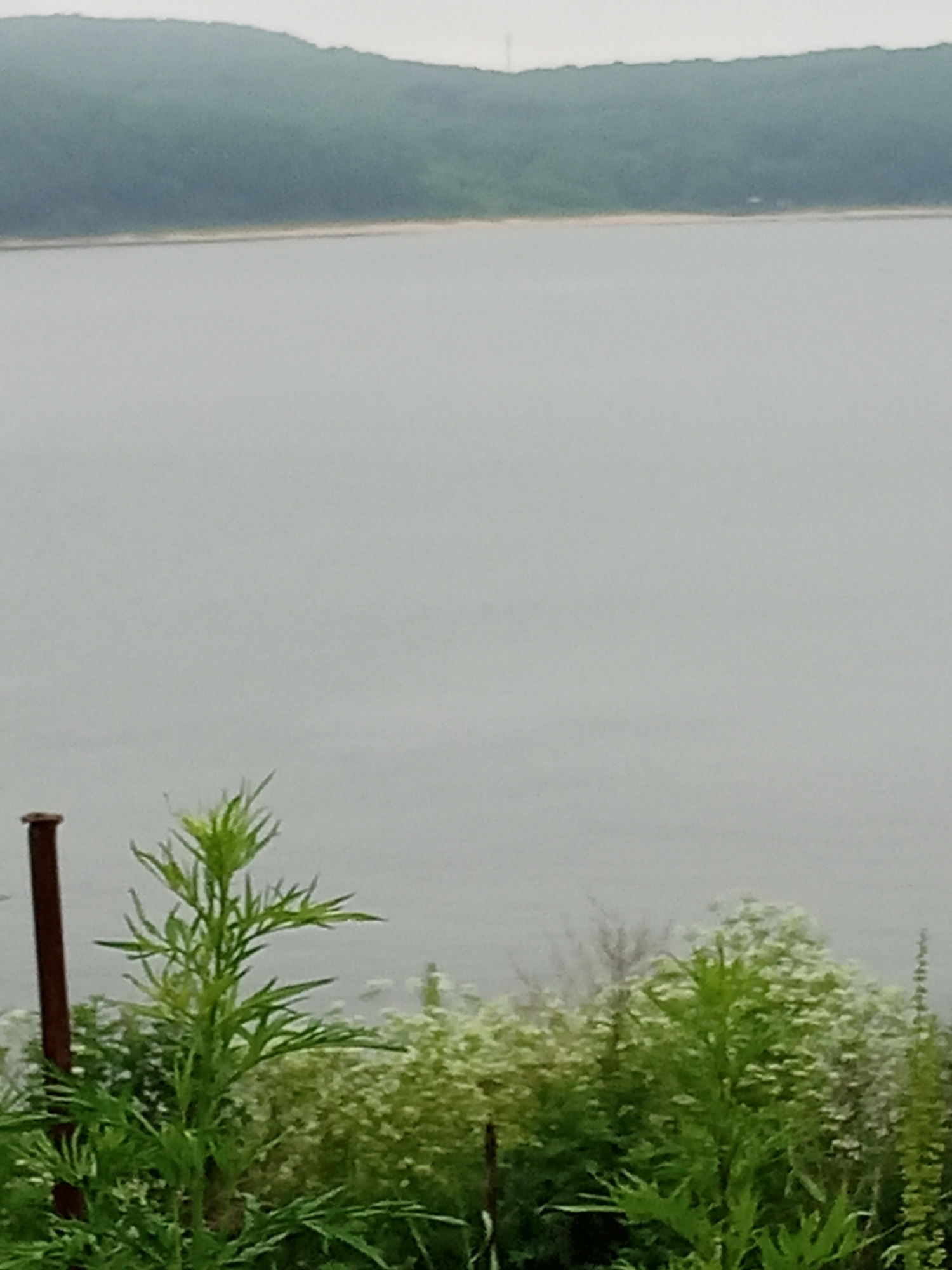 The image depicts a natural scene of a body of water, a shoreline with a sandy strip, and a green, wooded hillside under a hazy sky. In the foreground, there is a collection of green plants, some of which have small white flowers. A dark brown pole is visible on the left side of the frame. The overall impression is one of a tranquil, possibly overcast day in a coastal or lakeside environment. The provided image does not contain any discernible elements that would allow for specific identification of its location within the city of Nakhodka, Russia, or any specific geological or environmental features unique to that region.