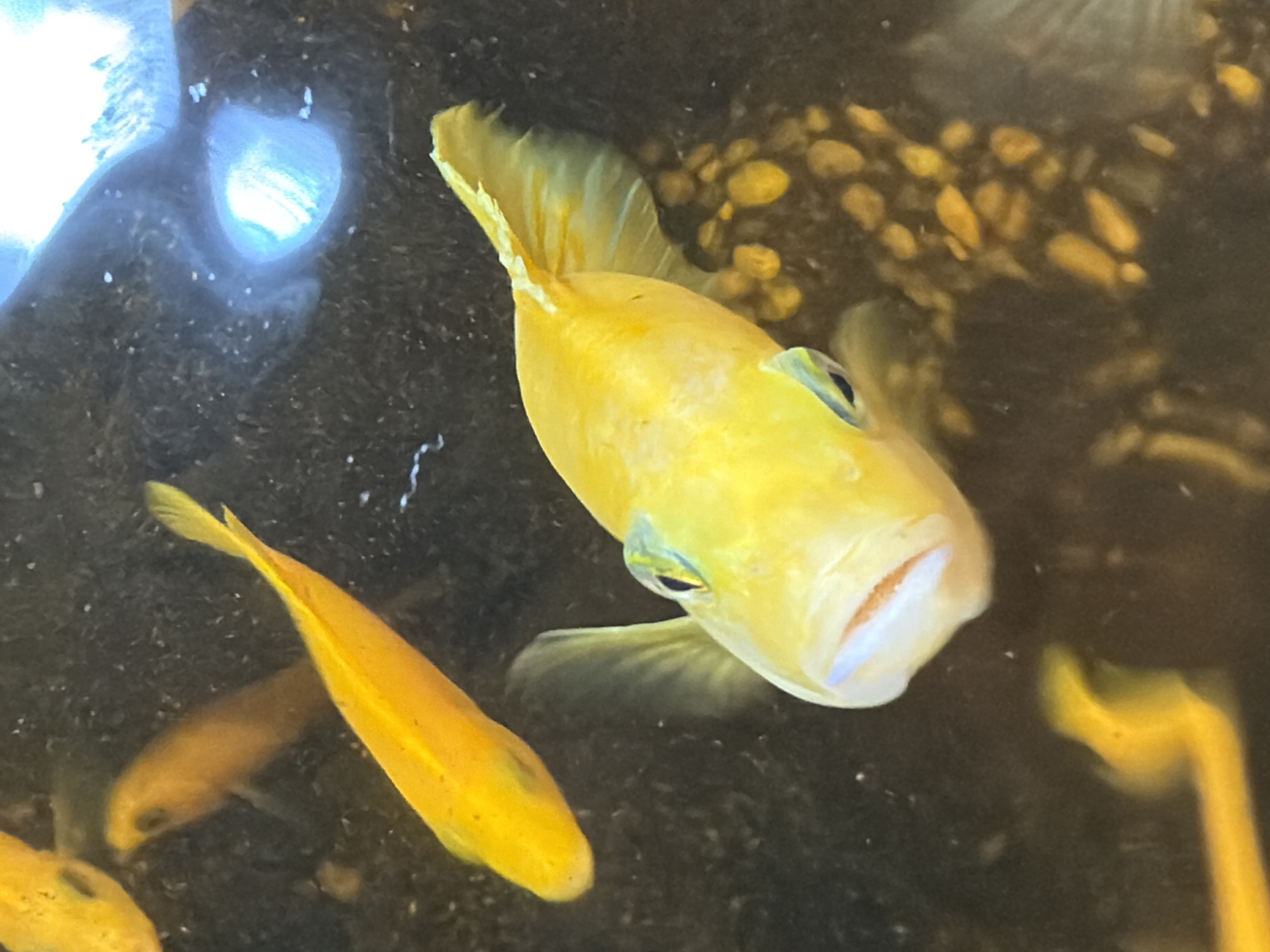 This is a close-up, top-down view of several bright yellow fish swimming in dark, murky water. One fish, prominently featured in the foreground, is facing the camera with its mouth slightly agape, revealing a pale pink interior. Its eyes are a striking greenish-blue. Another fish, also yellow, is positioned above and to the left, swimming away from the camera. Its body is elongated and pointed. In the background, faint shapes of other yellow fish are visible, along with what appears to be a light reflection on the water's surface and a bed of small, brownish-yellow pebbles at the bottom. The overall impression is one of a vibrant underwater scene with a focus on the bright coloration of the fish against a dark, textured background. The specific location within Tay Nha Trang Ward, Vietnam, is not determinable from the provided image alone.