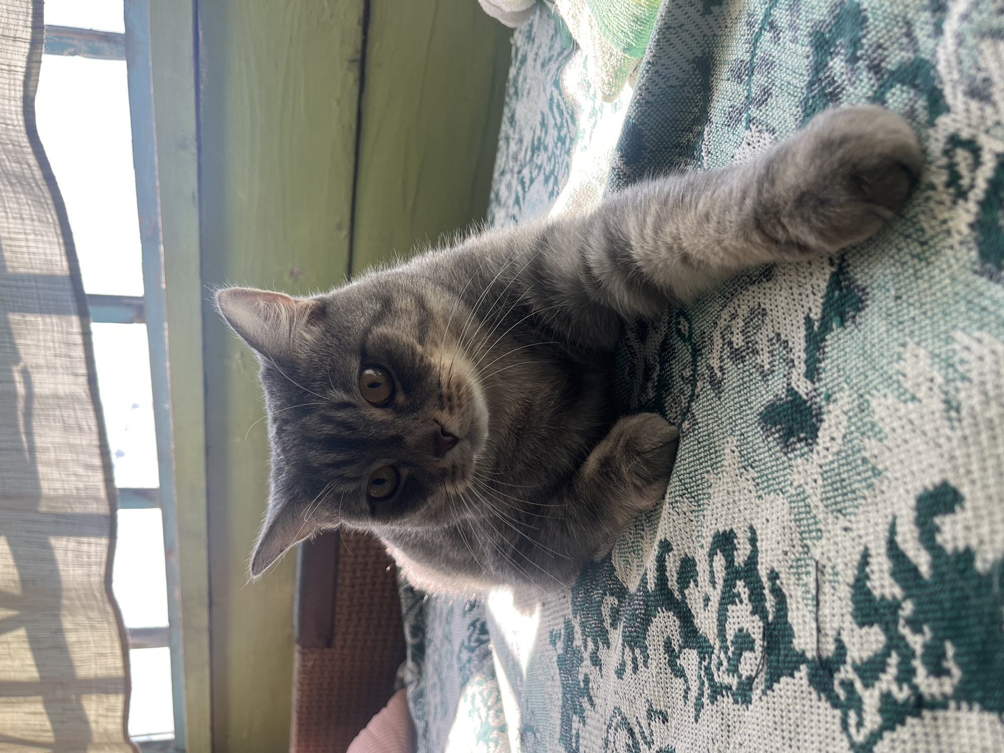 A gray tabby cat is lying on a patterned blanket. The cat is facing the camera with its head slightly tilted and its right paw extended forward. The background shows a window with a sheer curtain and a green painted wall. The sunlight is casting shadows on the blanket and the cat, indicating it is daytime. The scene appears to be indoors, possibly on a balcony or near a window. There is no indication of the location being Nizhny Tagil, Russia.
