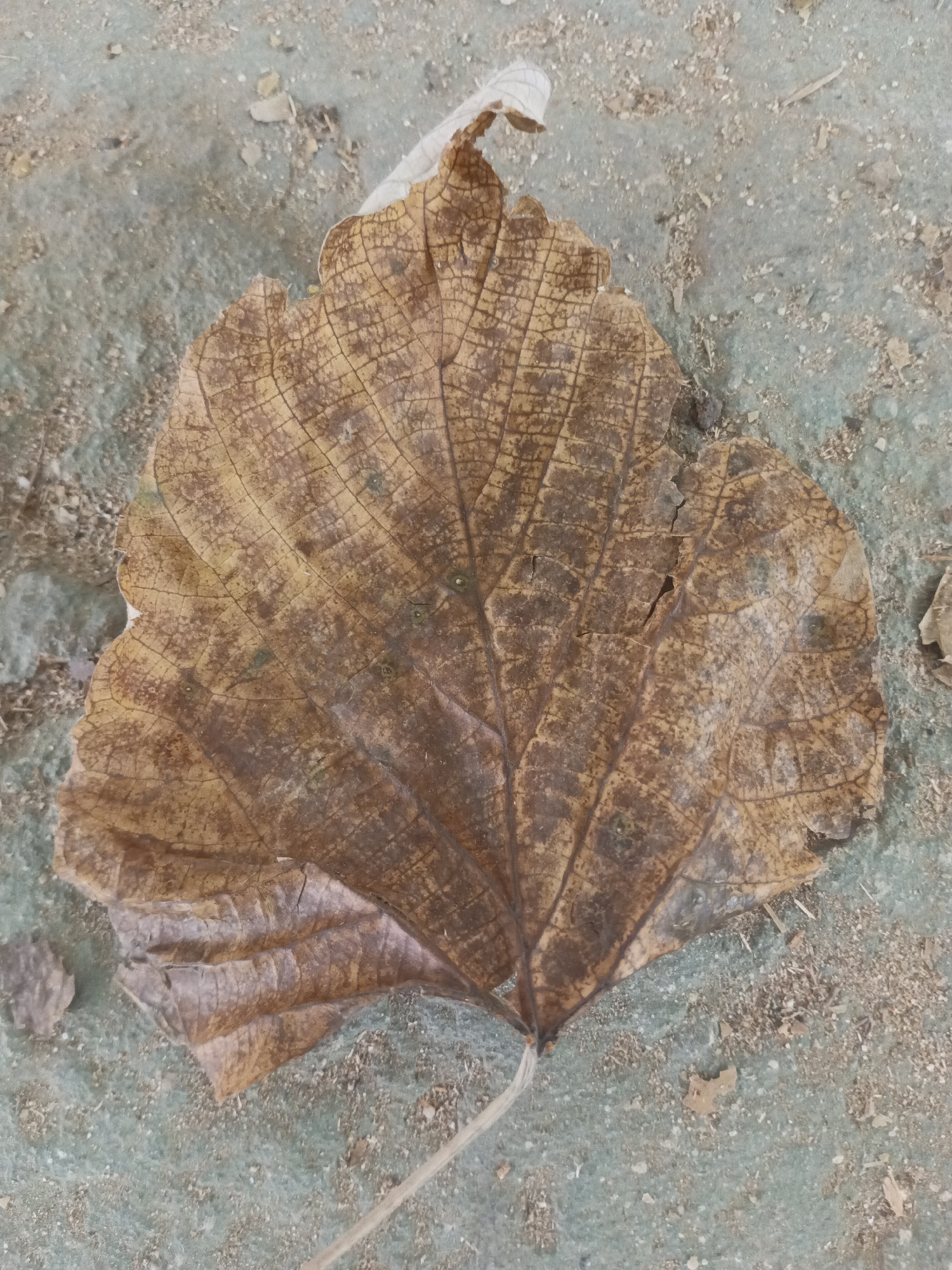 A single, large, brown, dried leaf lies on a dusty, light blue-gray surface, possibly concrete or pavement. The leaf is heart-shaped with a prominent central vein and a network of smaller veins radiating outwards. It has a wrinkled texture and some areas appear to be slightly torn or fragmented. The surface it rests on is uneven and scattered with small pebbles, dirt, and possibly wood shavings. A thin, light-colored stem extends from the bottom of the leaf. The image is taken from a top-down perspective. This scene is located in Dupi, Indonesia.