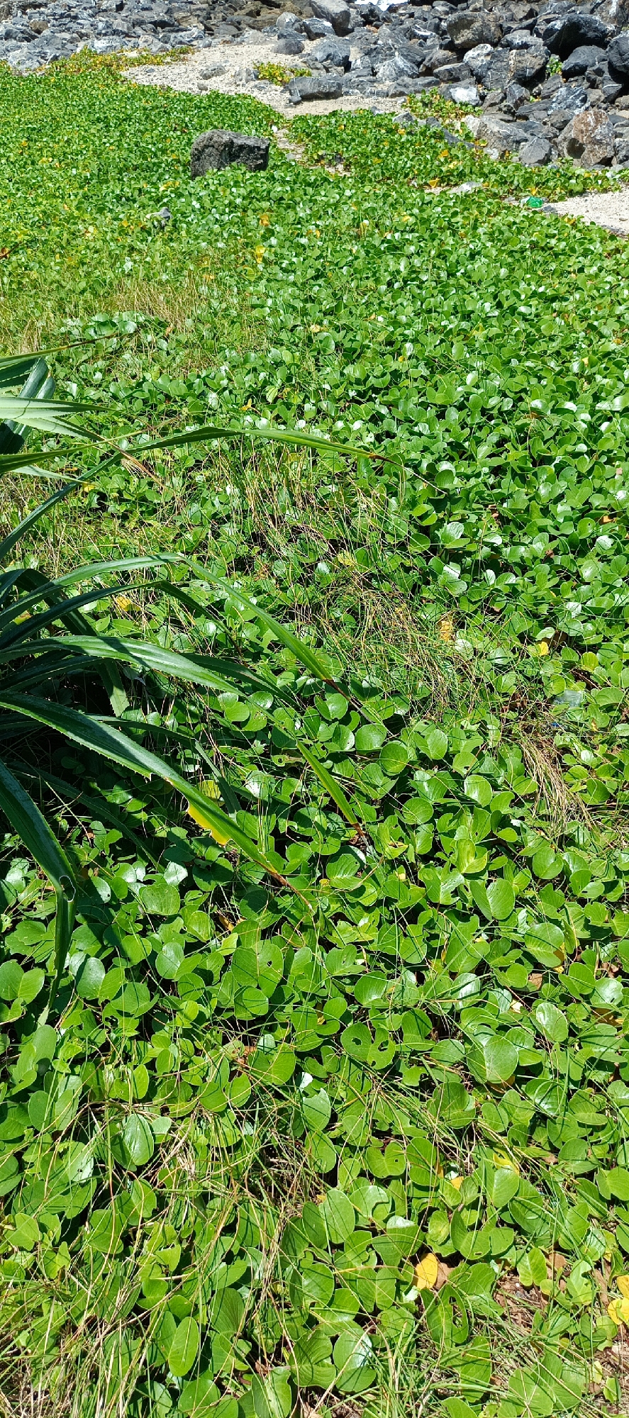 An overhead, eye-level, static shot shows a dense ground cover of green, heart-shaped leaves. Thin, dry grass is interspersed throughout the leaves. In the foreground, on the left, several long, spiky, green leaves of a larger plant extend into the frame. The background shows a scattering of rocks and sand. There are no people or animals visible. The scene appears to be outdoors, likely a coastal area.