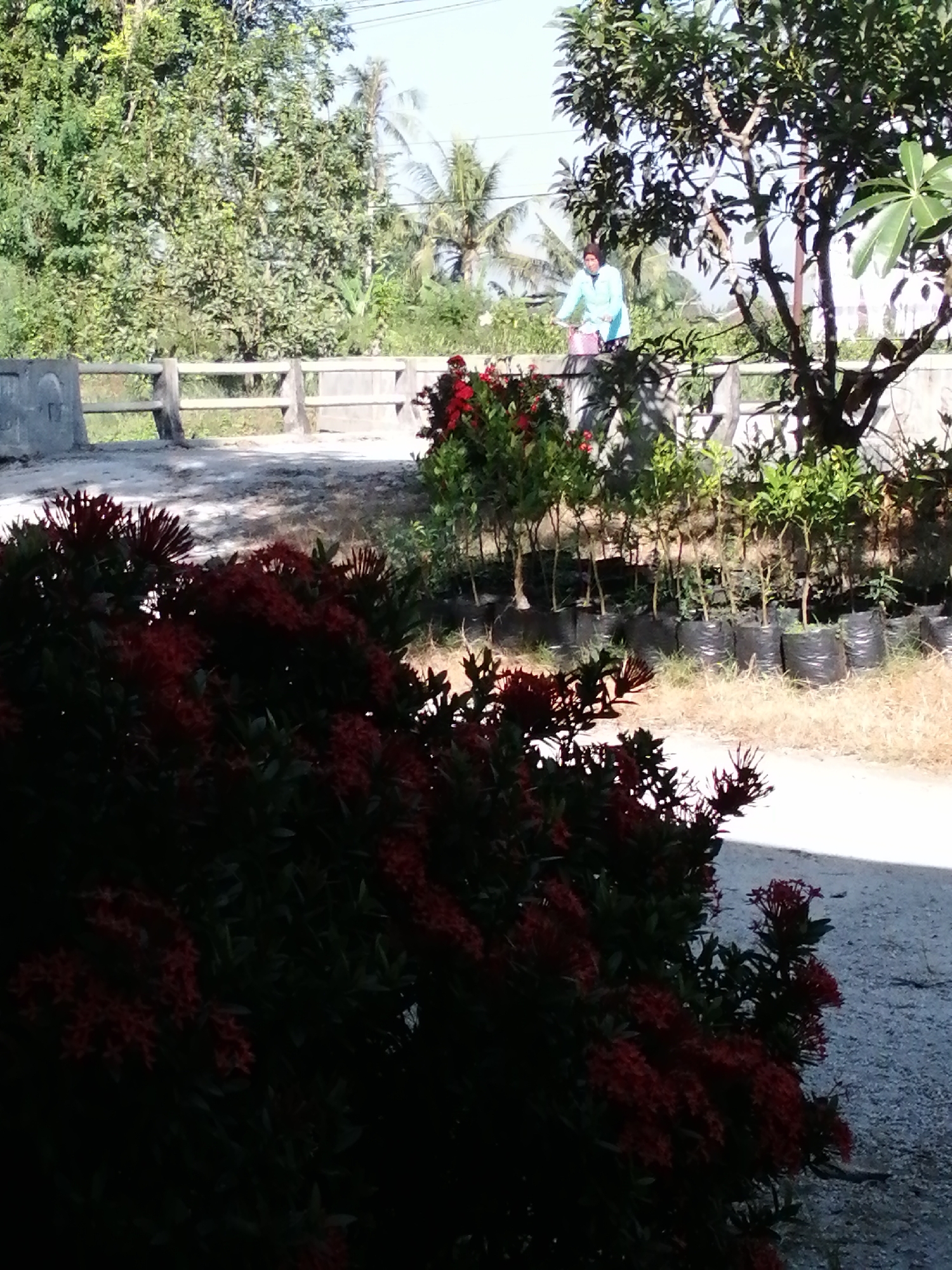 A person is riding a bicycle near a row of potted plants in an outdoor setting. The person is wearing a light blue shirt and dark pants. The bicycle has a pink basket on the front. The potted plants are lined up along a wall, and some of them appear to be saplings. In the foreground, there are lush green bushes with red flowers. Behind the bushes and potted plants, there is a concrete wall and a street. In the background, there are tall trees, including palm trees, and a bright sky. The lighting suggests it is daytime, possibly morning or afternoon, with sunlight casting shadows. The overall scene appears to be in a residential or horticultural area.