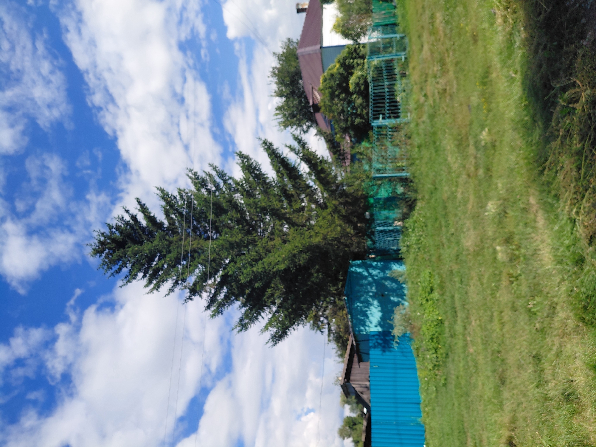 The image depicts a rural landscape under a bright blue sky with scattered white clouds. A large, mature coniferous tree stands prominently in the foreground, its branches reaching upwards. Behind the tree, a turquoise metal fence runs horizontally across the mid-ground. Beyond the fence, a two-story house with a dark red roof and white siding is visible, along with some smaller wooden structures and lush green foliage. The ground in front of the fence is covered with green grass. The scene suggests a residential area in a natural setting, likely in a village or town. The presence of power lines overhead further indicates a populated area. The lighting suggests it is daytime, with sunlight casting shadows. The overall impression is one of a peaceful, sunny day in a suburban or rural environment.