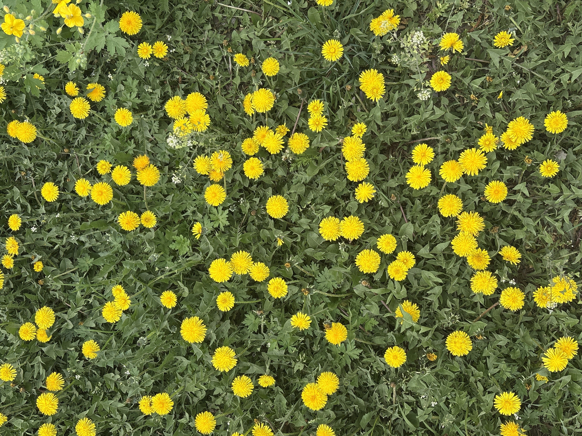 The image presents an overhead view of a field densely populated with dandelions in full bloom, their bright yellow heads contrasting with the green foliage beneath. A few scattered white wildflowers are also visible. The location, Khabarovsk, Russia, is not directly discernible from the visual content; this information would need to be corroborated with additional data.