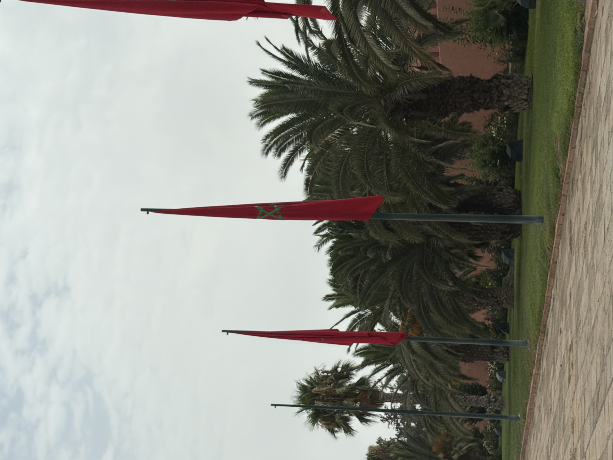 In the city of Mechouar Kasbah, Morocco, a series of Moroccan flags, distinguished by their red fabric and green star emblems, are displayed on flagpoles. These flags are positioned in a line against a backdrop of lush green grass and a variety of palm trees. The sky above is overcast with clouds, creating a diffused light over the scene. The flags are the primary subjects of the image, with their vibrant red color contrasting with the natural greenery of the surroundings.