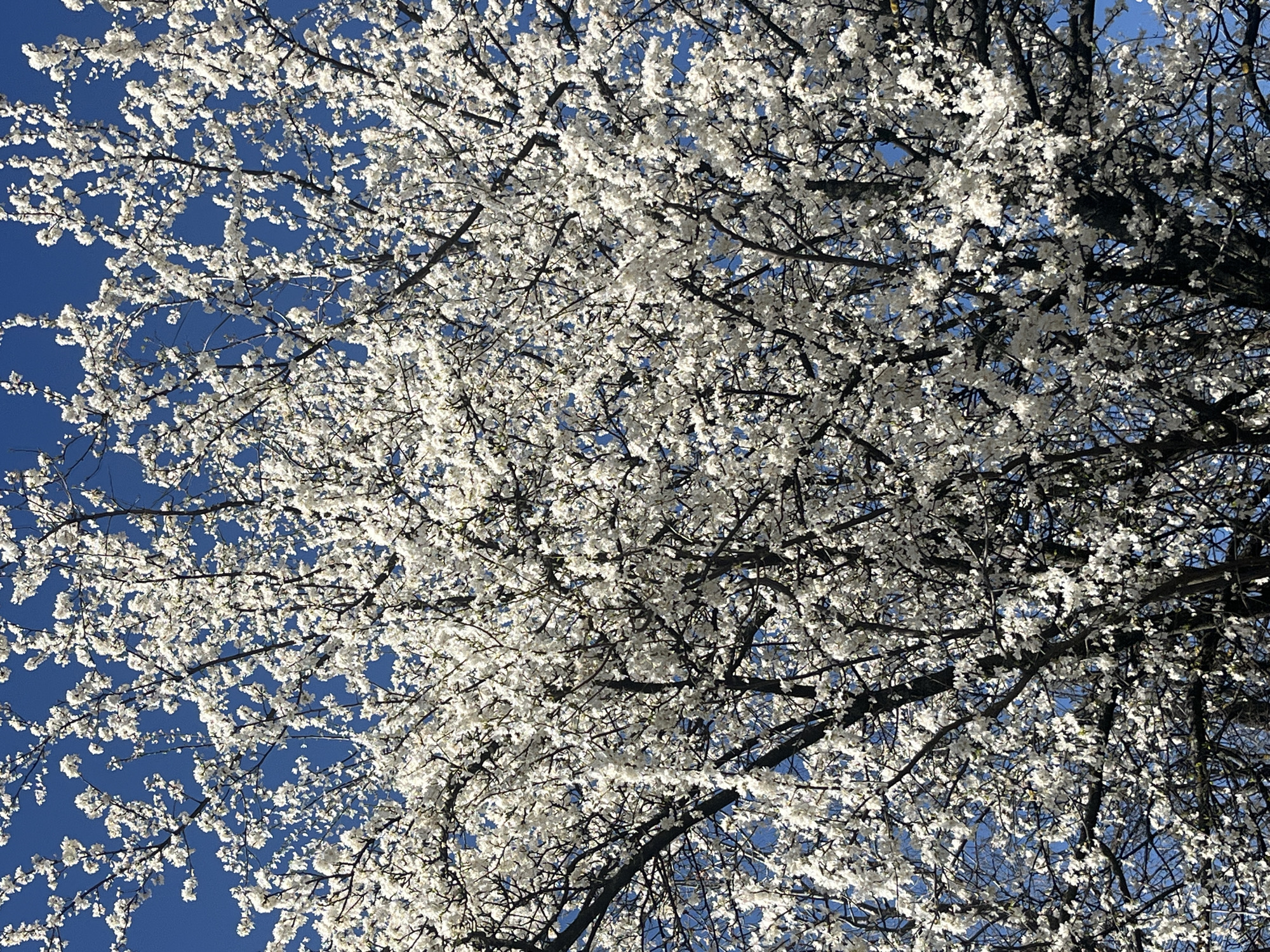 The image shows a tree in full bloom with white flowers against a clear blue sky. The location is Sofia, Bulgaria. The tree's branches are intricate and dense, almost obscuring the sky. The light suggests it's a sunny day. There are no people, animals, or other objects immediately visible in the image. The focus is on the natural environment, specifically the flowering tree.