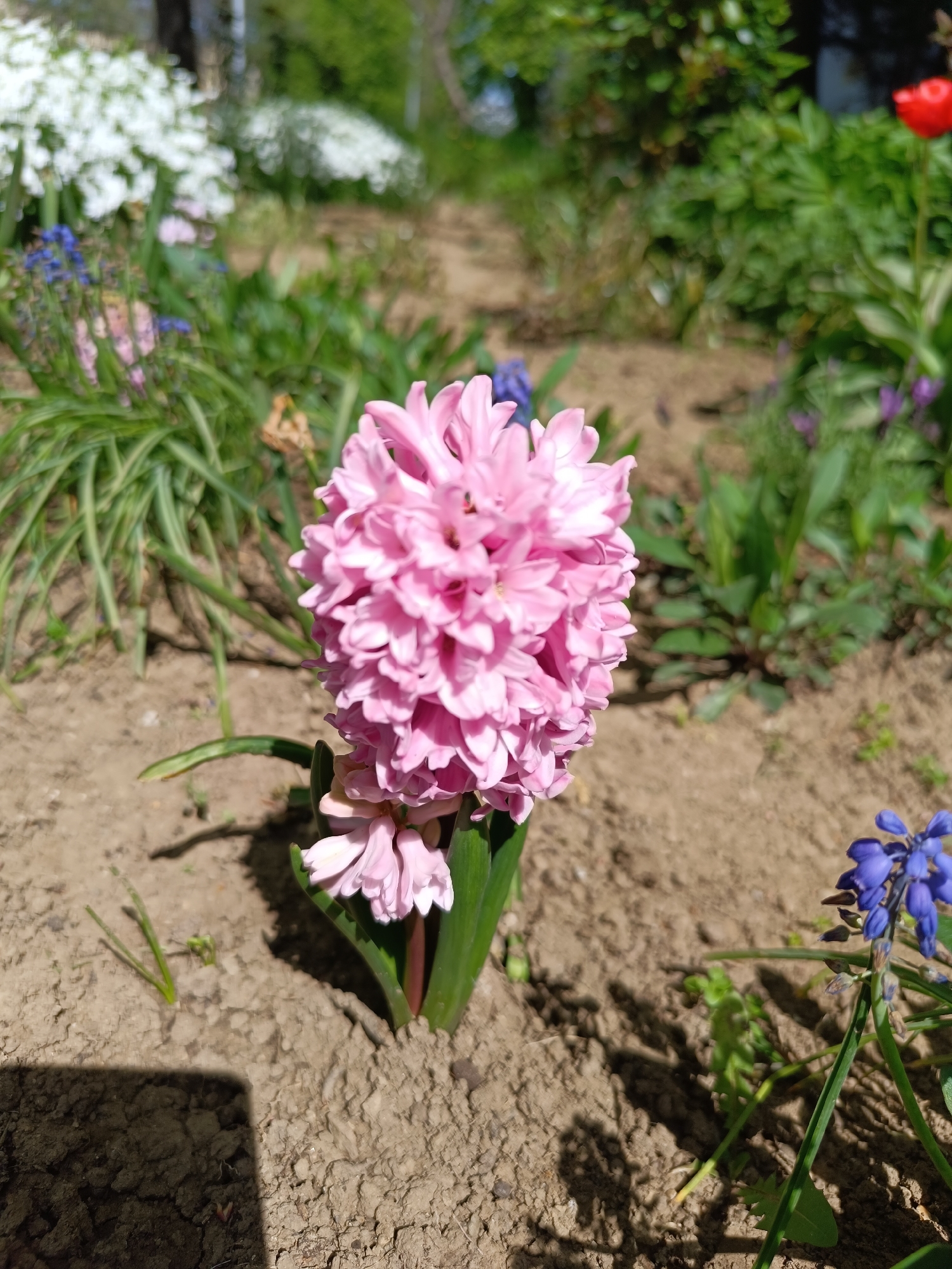 A close-up photograph captures a vibrant pink hyacinth flower standing prominently in the center of a sunny garden. The hyacinth features a dense, conical cluster of numerous small, delicate pink blossoms atop a sturdy green stem, emerging from a bed of light brown soil. Green, strap-like leaves cradle the base of the flower.
In the blurred background, other spring flowers and lush greenery are visible. To the left, out-of-focus white flowers, possibly other hyacinths, and blue grape hyacinths (Muscari) add depth. On the far right, a hint of a red tulip can be seen against a backdrop of green foliage.
The ground around the main flower consists of dry, light brown soil with scattered tiny green shoots. Strong, direct sunlight illuminates the scene, casting distinct shadows on the soil, including a prominent rectangular shadow in the bottom left corner and softer shadows around the base of the hyacinth itself, indicating daytime on a clear day.
The image portrays a typical spring garden scene in Pleven, Bulgaria, highlighting the beauty of blooming flowers. There is no visible text in the image.