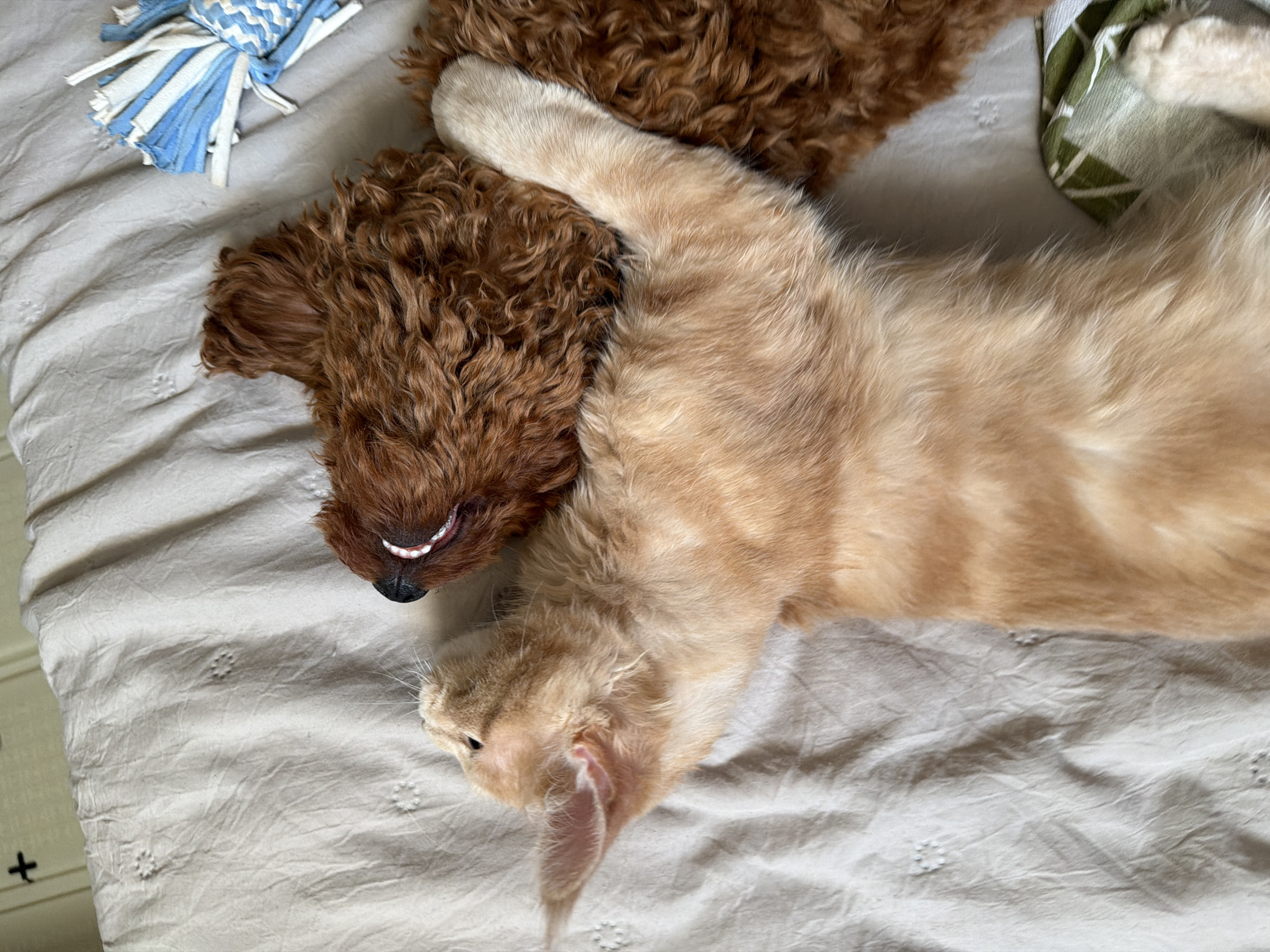 A light-colored, ginger tabby kitten with its paws wrapped around the neck of a brown, curly-haired dog is lying on a textured, light beige blanket. The kitten's head is turned away from the camera, and its mouth is slightly open, revealing its teeth. The dog's head is turned towards the kitten, and its muzzle is visible, with its mouth closed. A blue and white dog toy with fringe is located to the upper right of the frame, on the blanket. The scene is lit with natural light, creating soft shadows. The image does not contain any information about Sofia, Bulgaria.
