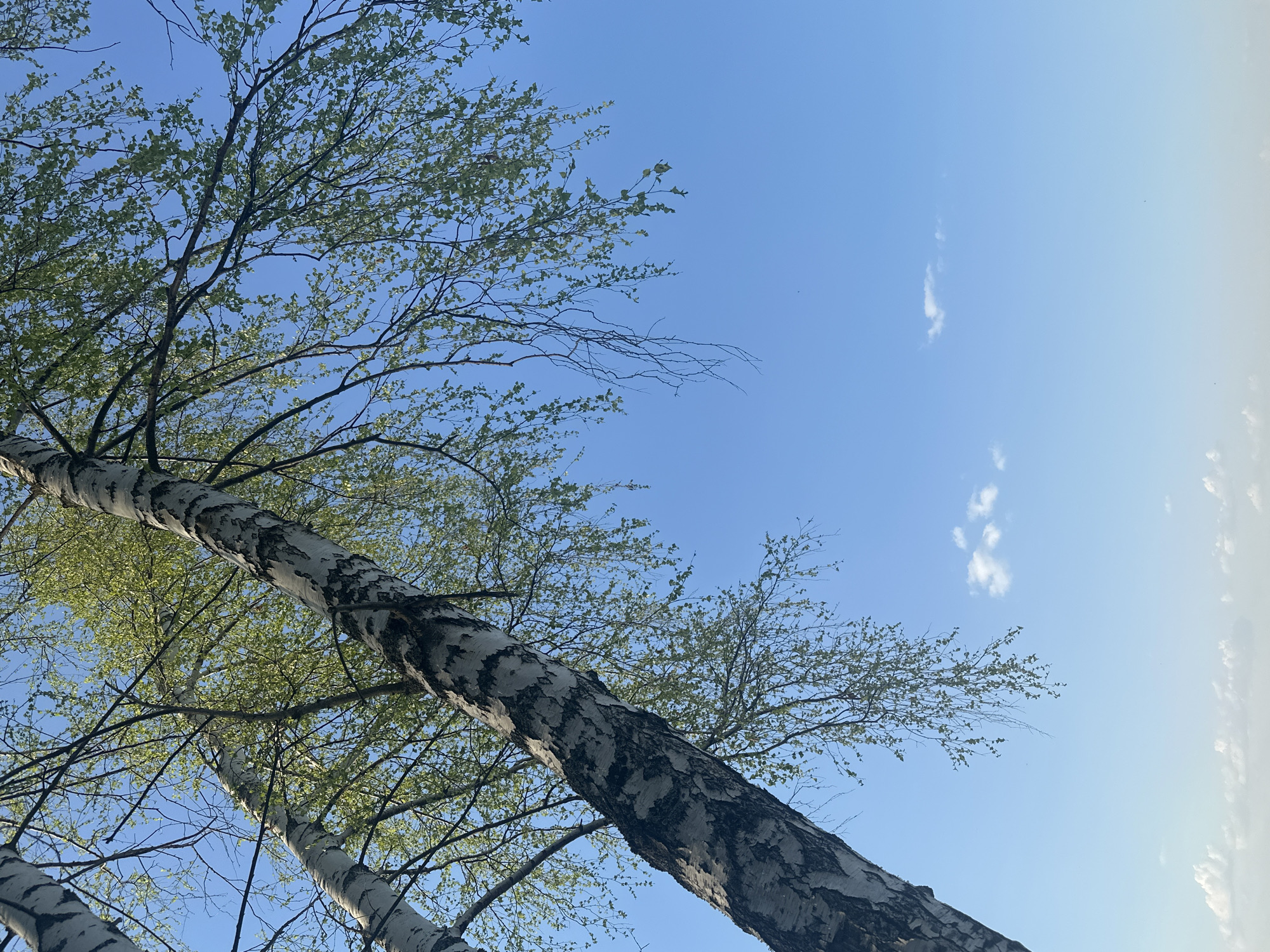 The image depicts a low-angle view of birch trees against a clear blue sky with scattered white clouds. The trees have distinctive white bark with black markings, characteristic of birch trees. Delicate green leaves are emerging from the branches. The location is identified as Chaikovsky, Russia.