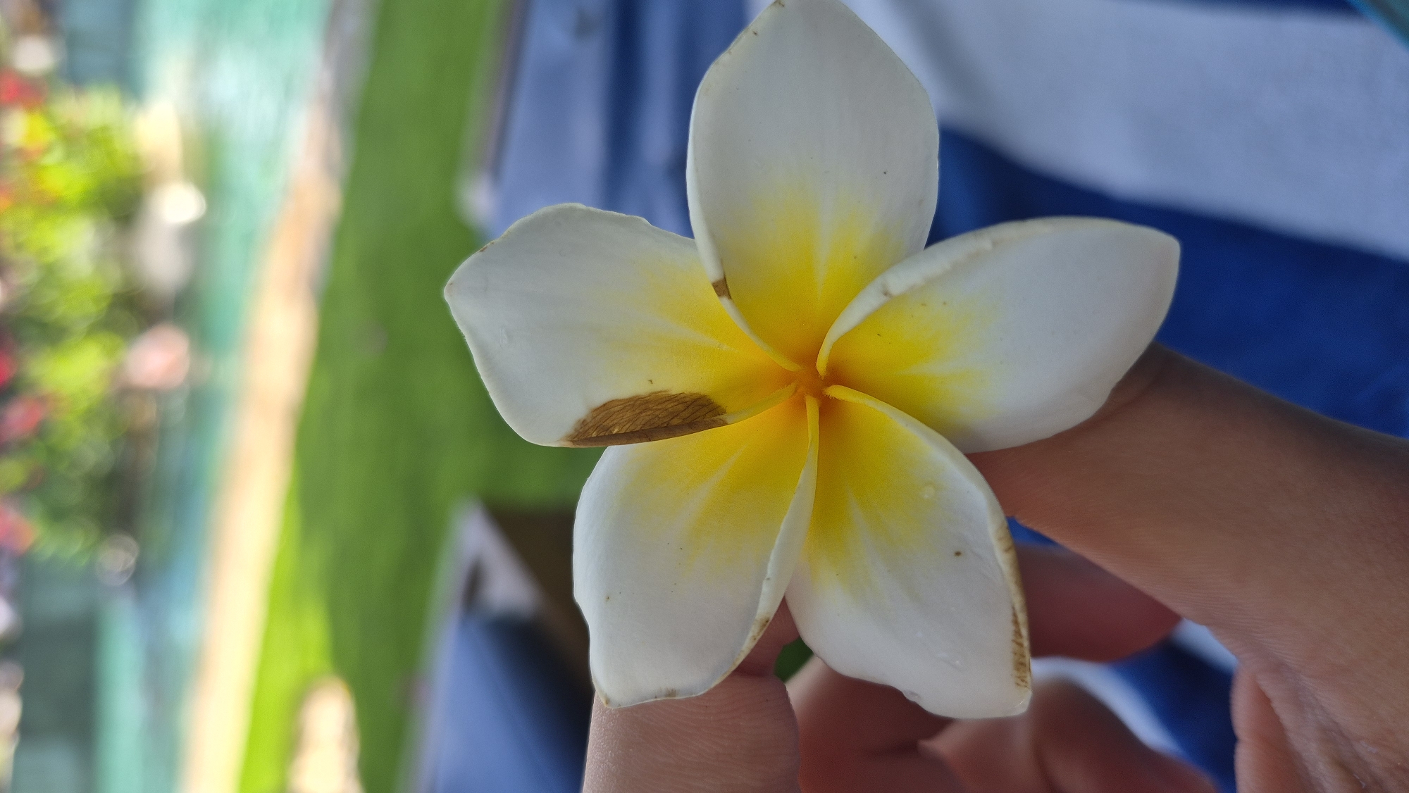 A close-up, vertical shot features a plumeria flower with white petals and a yellow center, held by a person's fingers. The flower has a brown blemish on one petal. The background is blurred, showing a pool of turquoise water, green grass, and hints of red flowers. The scene appears to be outdoors, possibly in a resort or garden setting, consistent with locations like Kuta Selatan, Indonesia, known for its tropical flora and swimming pools.