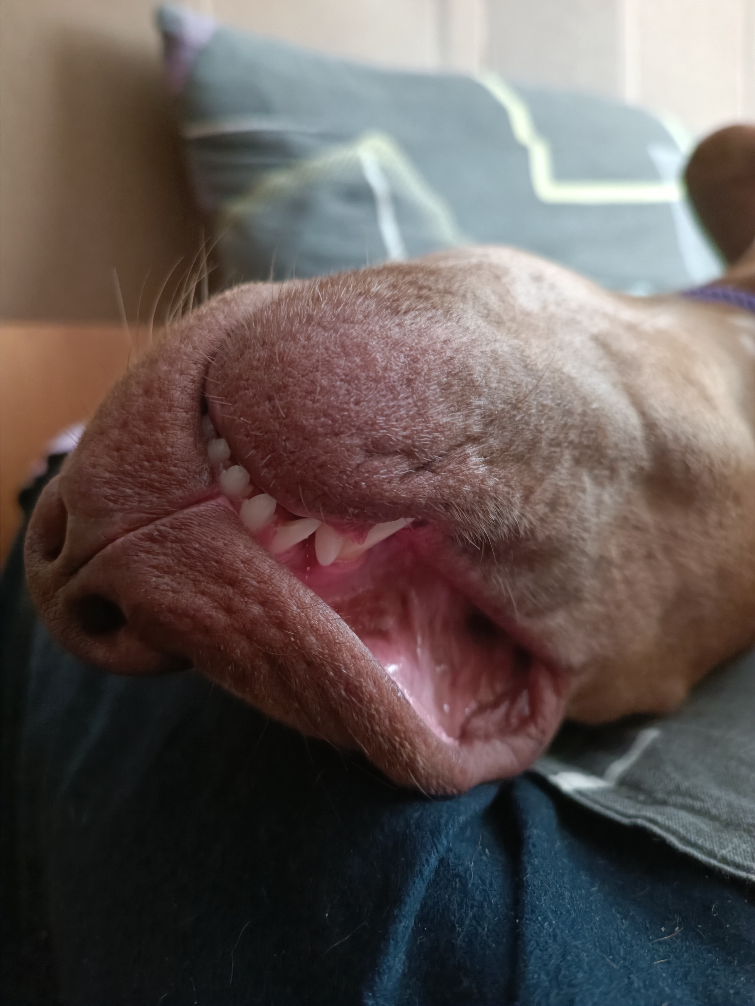 A close-up, side profile shot captures the open mouth and snout of a brown dog, possibly in Zaporizhzhia, Ukraine. The dog's mouth is wide open, revealing its teeth and the pink interior of its mouth. The snout is textured and covered in short, fine hairs, with a visible nostril on the left side of the frame. The dog appears to be resting on a dark blue surface, possibly a blanket or clothing, with a grey and white patterned pillow or cushion visible in the blurred background. The lighting suggests an indoor setting.