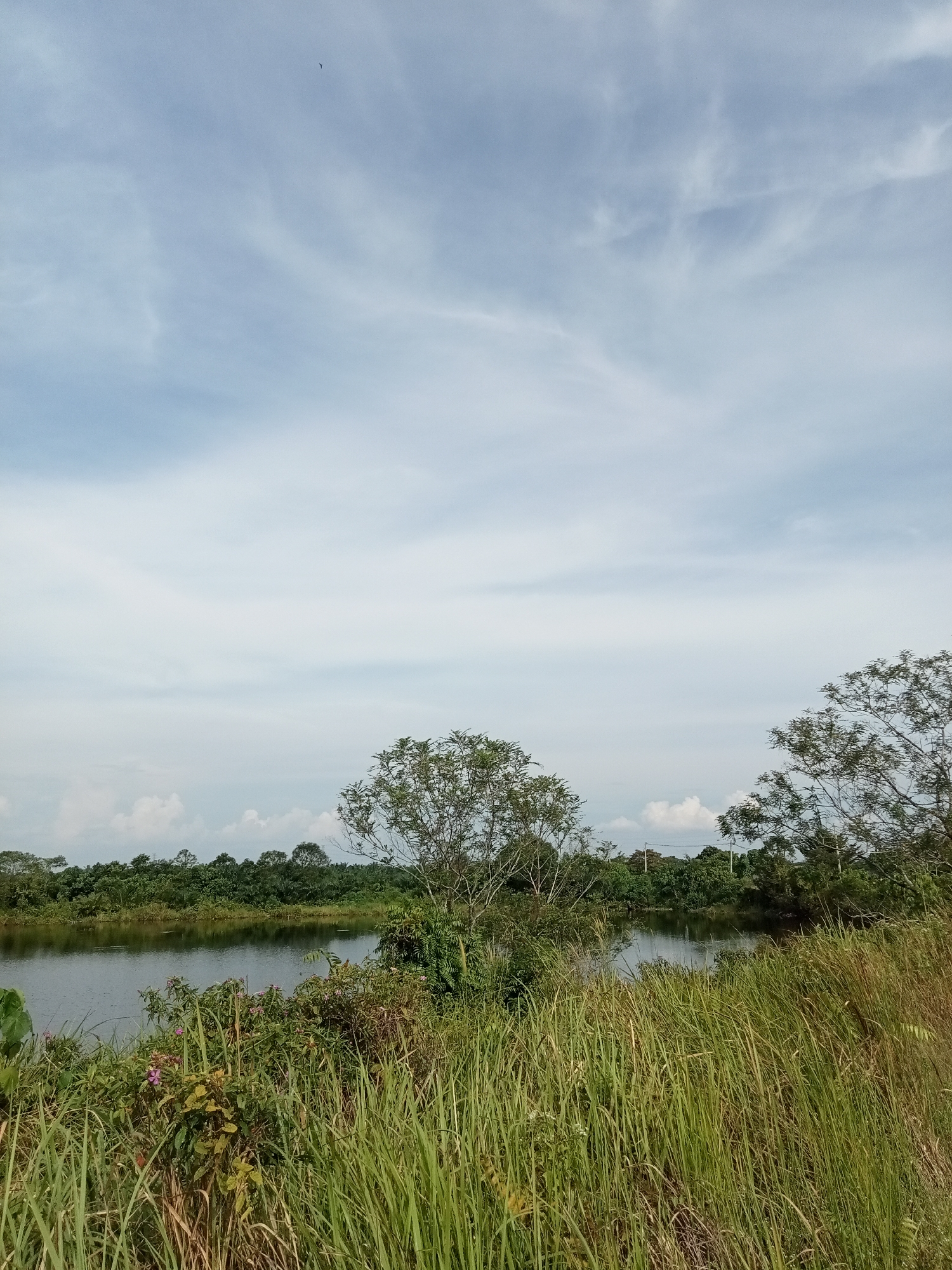 A serene, wide-angle outdoor landscape scene unfolds under a pale blue sky with wispy clouds. In the foreground, tall, green grasses, some tinged with yellow and brown, sway gently. A small cluster of purple flowers blooms amidst the foliage. The middle ground features a tranquil body of water, its surface reflecting the surrounding greenery and the sky. On the far bank of the water, a dense line of lush green trees forms a natural barrier, punctuated by the silhouetted shapes of more trees. The sky occupies the upper half of the image, with a tiny dark speck, possibly a bird or insect, visible in the upper left quadrant. The overall atmosphere is peaceful and natural. The location is described as Kualu, Indonesia.