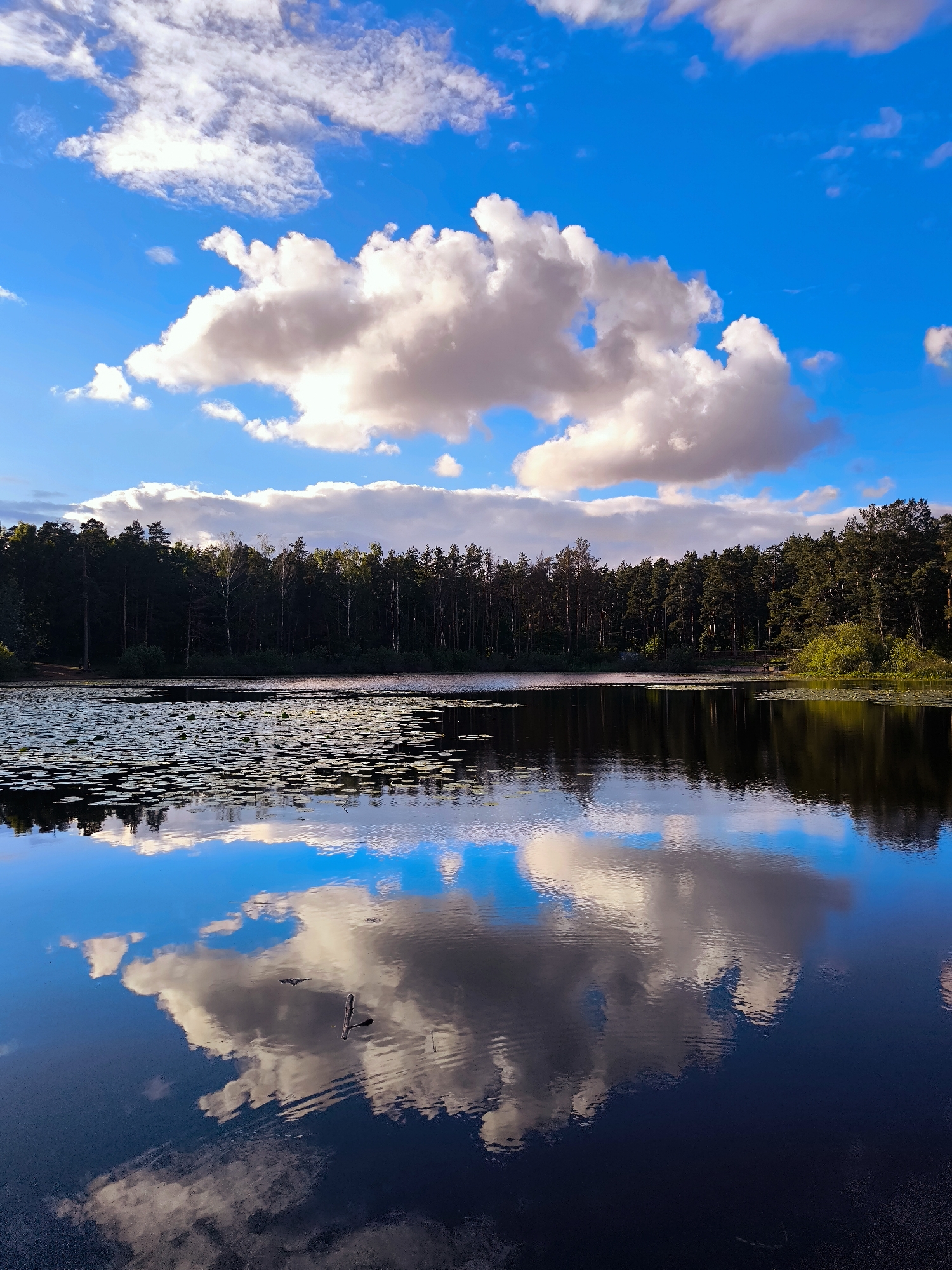 The image depicts a serene lake reflecting a vibrant blue sky filled with fluffy white and grey clouds. A dense forest of dark green trees lines the far bank of the lake, with some lighter-colored trees interspersed among them. The water's surface is partially covered with lily pads, creating a textured foreground. The reflection of the sky and the forest is clearly visible on the calm water. The scene evokes a sense of tranquility and natural beauty. This image was taken in Riga, Latvia.