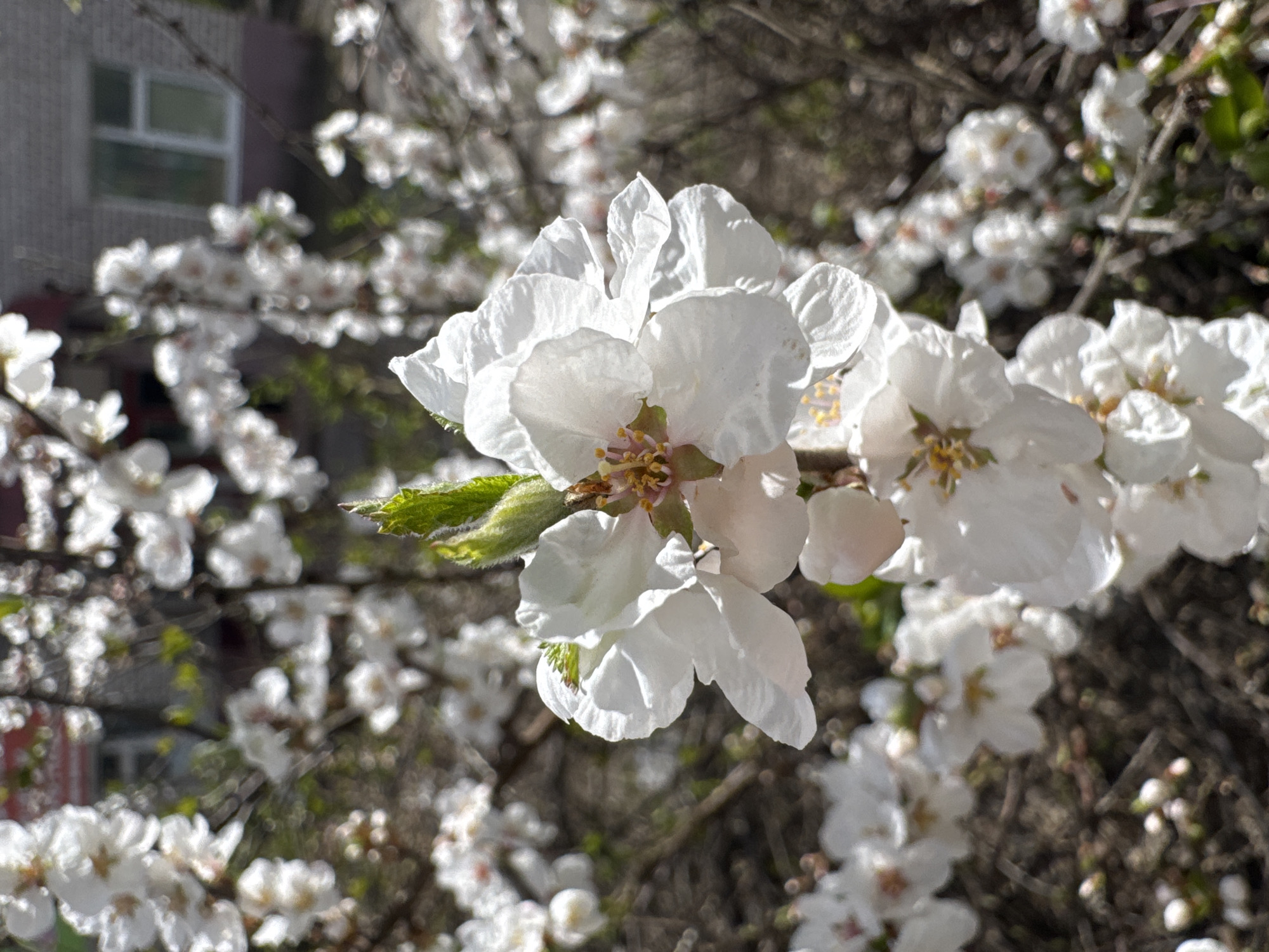 The image shows a close-up view of white blossoms on a tree branch. The blossoms are clustered together, with some in sharp focus and others blurred. A green building is visible in the background. The image appears to be taken during the daytime with natural light. The environment is that of outdoor vegetation. The specific location in the city of Yamyshevo, Russia, cannot be determined from this image alone.