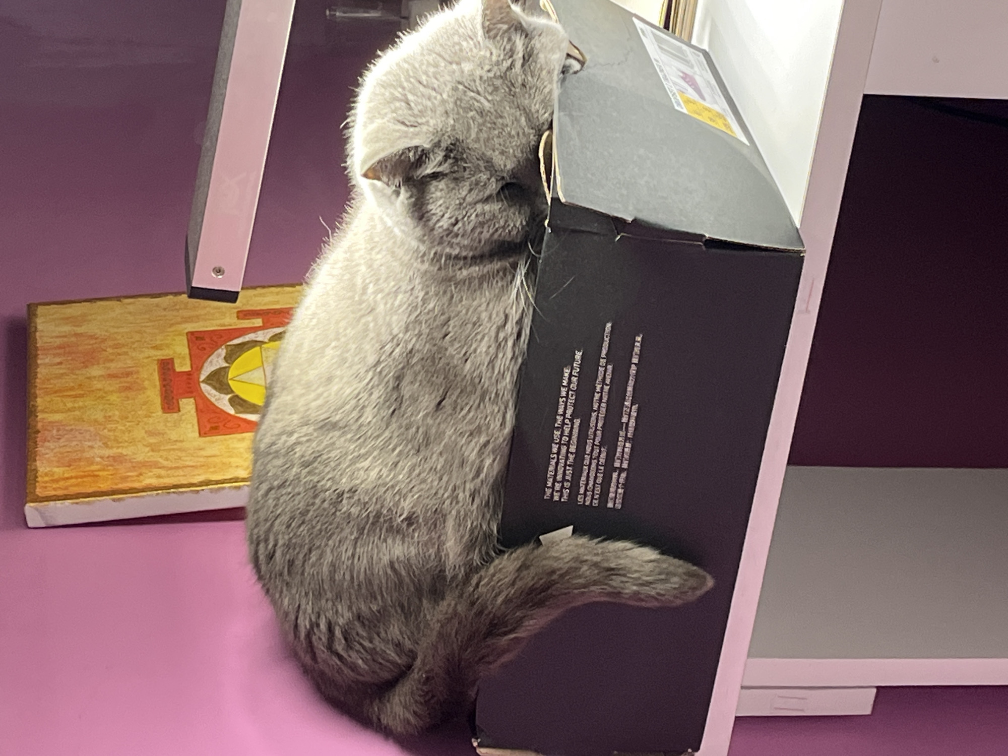 A gray kitten is clinging to a black box. The box has writing on it in English and French. The kitten is on a pink surface next to a framed picture and a white shelf. The image was likely taken indoors. The location, Alanya, Turkey, is unrelated to the image content.