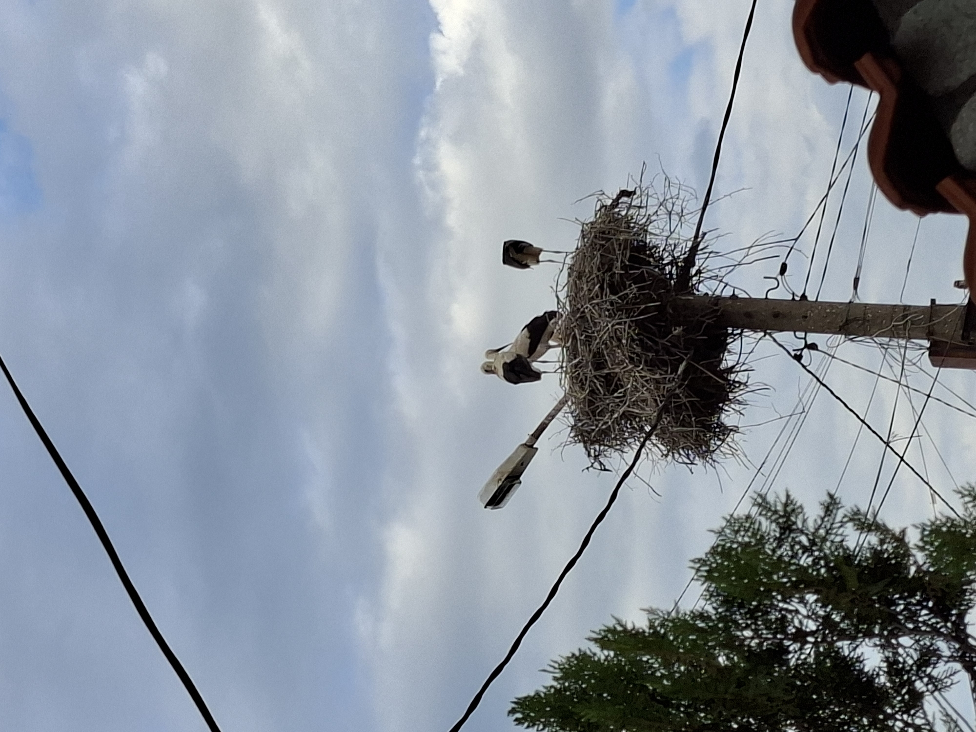 Three storks are perched in a large nest atop a wooden pole that also supports a street light. The nest is constructed from twigs and branches. The storks are white with black markings. One stork is facing away from the camera, while the other two are facing the camera. The sky is cloudy and overcast. Power lines are visible in the foreground and background. A tree with green foliage is to the left of the nest, and part of a tiled roof is in the lower right corner.