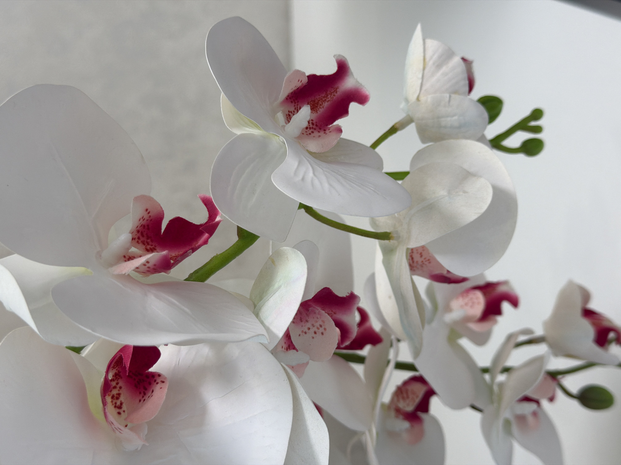 A close-up, indoor photograph showcases a spray of white orchids with pink and magenta markings on their inner petals. The orchids are the primary subject, with several blooms in various stages of openness, some displaying their delicate stamen. The flowers are arranged on green stems, which are partially visible. The background is out of focus, appearing as a muted, textured gray and white surface, suggesting an indoor setting without any discernible city details.