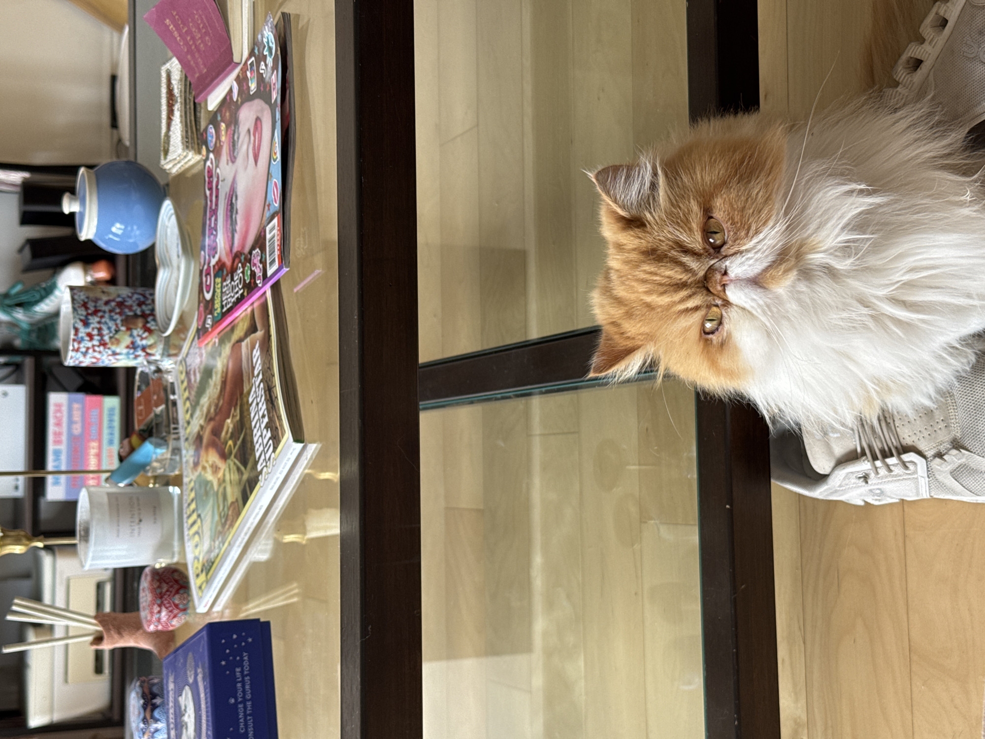 A high-angle, indoor shot depicts a cluttered glass-topped coffee table adjacent to an orange and white cat. The table holds an assortment of items: books, magazines (one with a female face prominently displayed on the cover), a blue jar with a lid, a decorative mug, a candle, incense sticks, and a small blue box with celestial imagery and text reading "CHANGE YOUR LIFE CONSULT THE GURUS TODAY." The cat is situated near the edge of the table, next to a pair of white sneakers on a wooden floor. The scene is indoors, the style of the decor suggests a modern home. The geographic location and people are not determinable from the image.