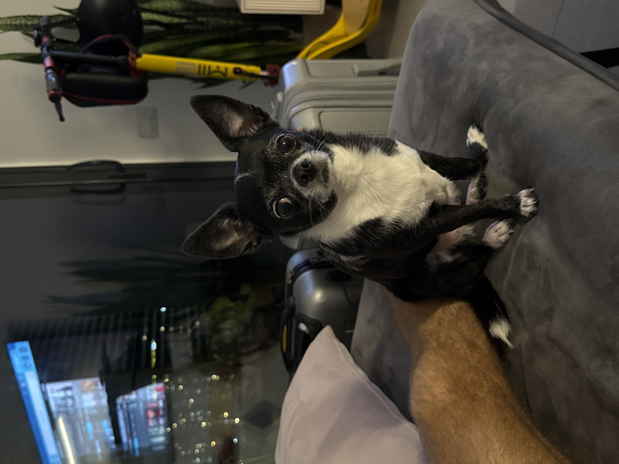 A black and white Chihuahua with large, expressive eyes lies on a gray couch. The dog is positioned towards the camera, tilting its head slightly. A person's arm rests below the dog. A silver suitcase sits near the dog and couch.
In the background, a partially visible computer screen reflects the lights of Tel-Aviv. A yellow scooter and a houseplant are also visible in the background.