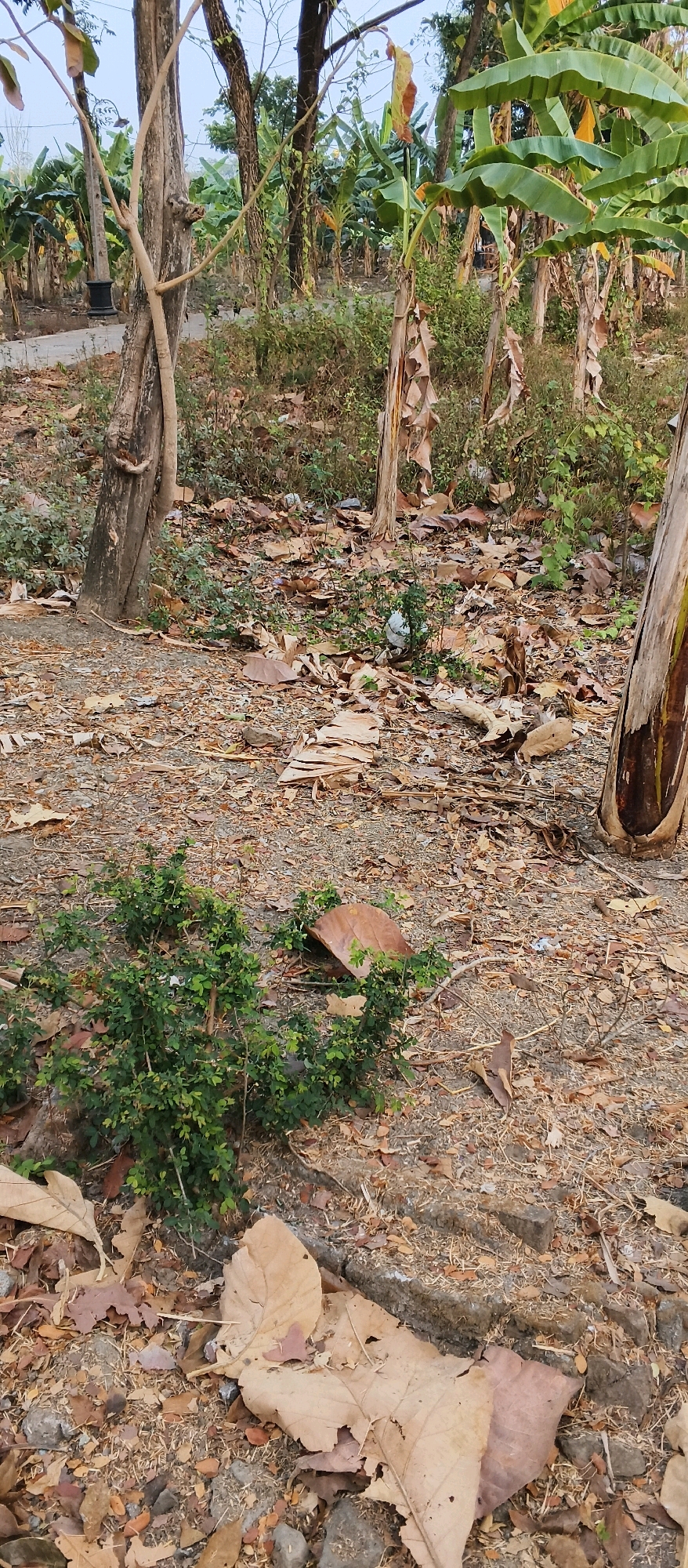 The image shows an outdoor scene in a rural or semi-rural area, likely in Japanan, Indonesia. The ground is covered with dry leaves, small stones, and some green vegetation. Several banana trees with large green leaves and dried lower stalks are visible in the background. In the foreground, there is a small, bushy green plant. Two prominent tree trunks are in the mid-ground, one on the left with a vine wrapped around it, and another on the right. The overall impression is one of a natural, somewhat unkempt environment, possibly a backyard or a pathway near a plantation. There are no people or animals clearly visible in the image. The lighting suggests it is daytime, possibly late afternoon due to the soft light and shadows.
