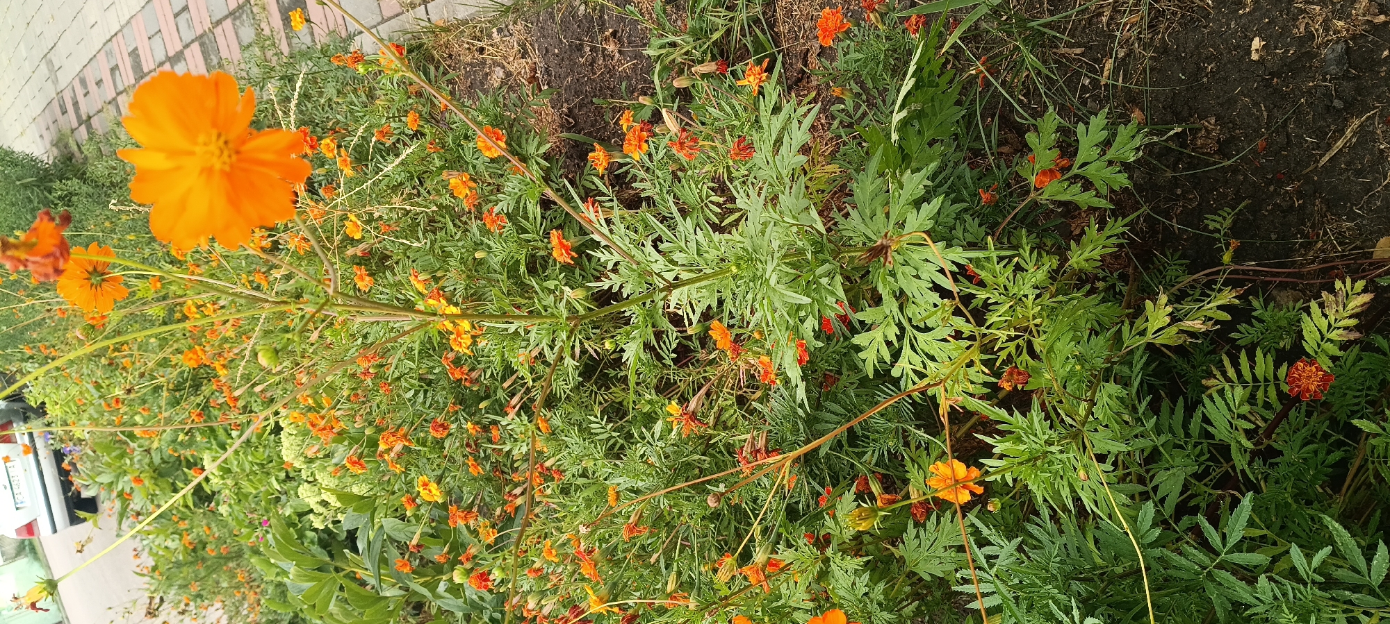 In Kamianka, Ukraine, an outdoor scene unfolds with a focus on a cluster of vibrant orange and yellow flowers. The flowers, some fully bloomed and others as buds, are interspersed with lush green foliage. A prominent large orange flower with delicate petals stands out in the foreground, while smaller blooms dot the background. The ground beneath the flowers appears to be a mix of dark soil and a paved area composed of reddish-brown bricks laid in a pattern. The brickwork suggests a pathway or border adjacent to the flower bed. A silver-colored vehicle is partially visible in the upper left corner of the image, indicating a residential or public area within the city. The overall impression is a well-maintained garden or flower bed bordering a walkway.