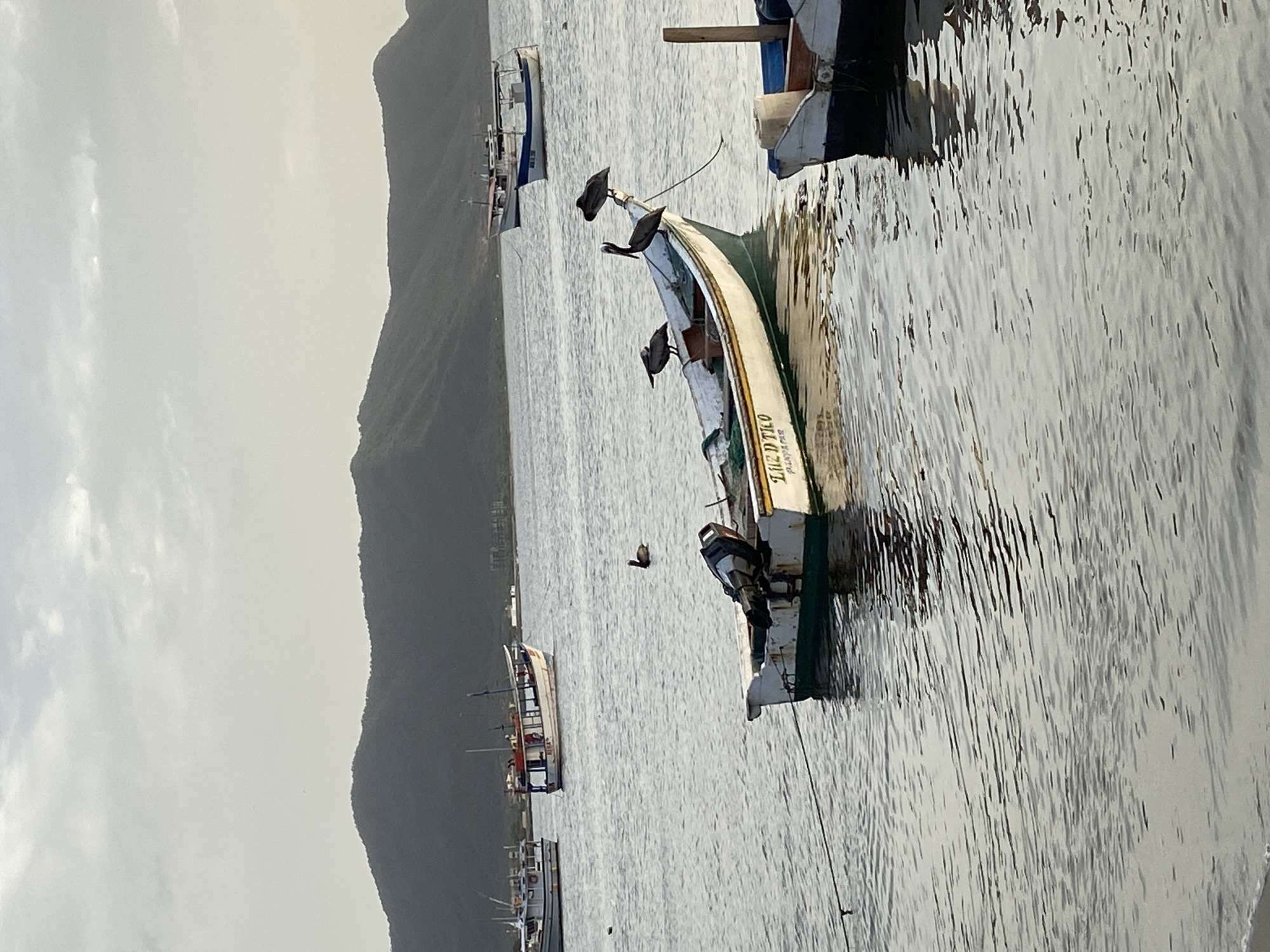 The image depicts a serene waterfront scene in Juan Griego, Venezuela, likely at dusk. The foreground features several small fishing boats bobbing gently on the calm, rippling water. One prominent white and green boat in the center is occupied by three pelicans, two perched on the gunwale and one standing near the bow. Another pelican is swimming in the water to the left of this boat. The boat itself has an outboard motor at the stern and the name "LUZ D'TICO" is visible on its side. To the right, another boat is partially visible, also appearing to be a fishing vessel. In the middle ground, larger fishing boats are anchored, one with a colorful roof and another lighter-colored vessel. The background is dominated by the dark, undulating silhouette of a mountain range that forms the coastline of the island. The sky is overcast with muted, soft light, suggesting either early morning or late evening. The overall atmosphere is one of tranquility and the peaceful coexistence of nature and local maritime activity.