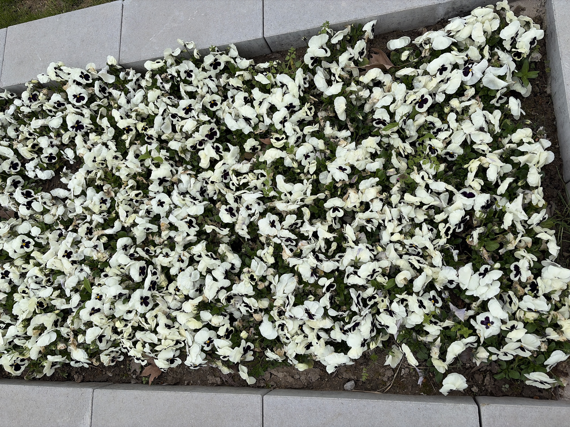 The image shows a flower bed filled with white pansies that have dark purple or black centers. The flower bed is bordered by grey concrete blocks. The location is likely in the city of Plovdiv, Bulgaria, but specific landmarks are absent from the image. There are no visible people or interactions in the scene. The environment appears to be an outdoor space with greenery visible amongst the flowers.