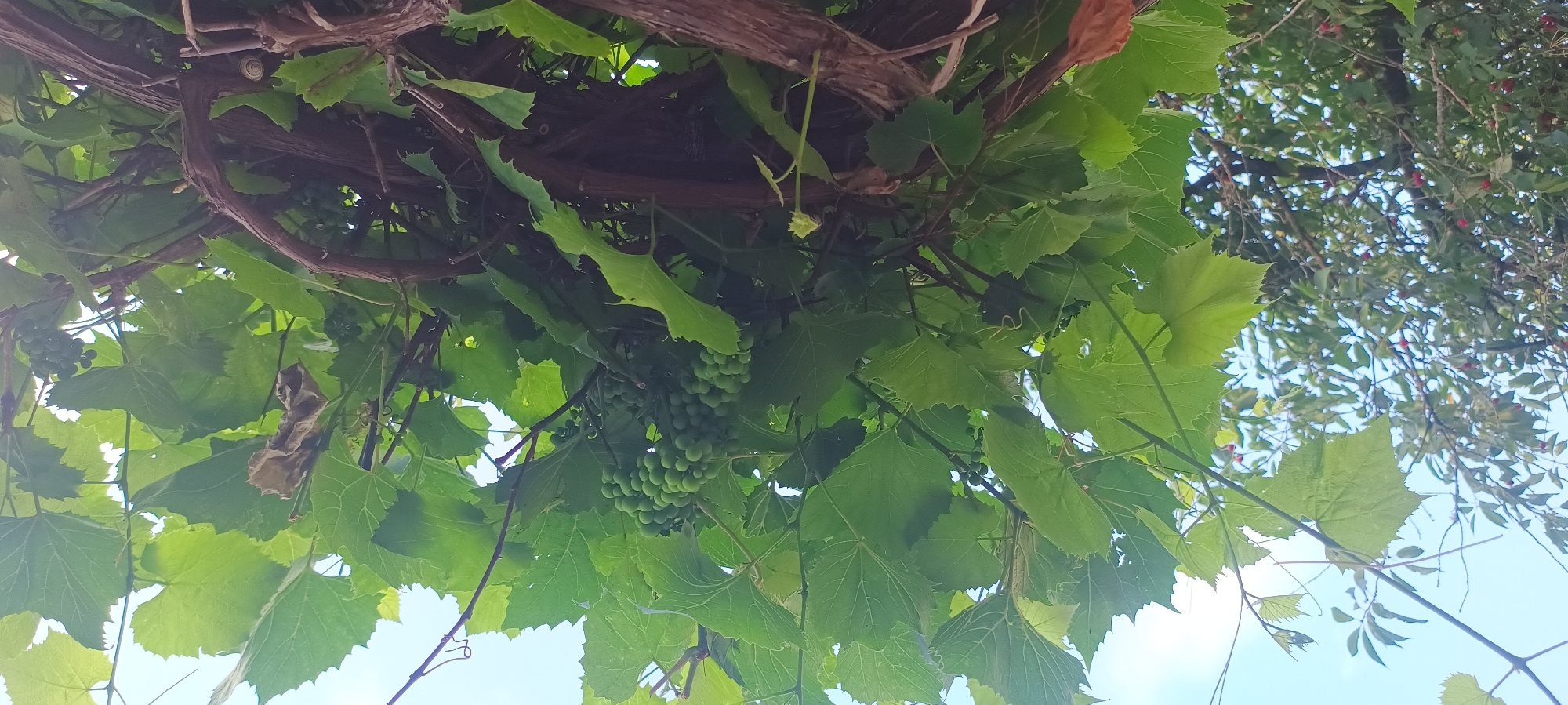 The image is an eye-level, outdoor shot looking up into a canopy of green grape leaves and vines. A few clusters of small, green grapes are visible, hanging amongst the foliage. The vines themselves are thick and brown, some appearing gnarled and old, forming a natural trellis. In the background, a lighter green tree with small red berries is visible against a bright, pale blue sky. The lighting suggests it is daytime, likely a sunny day given the brightness. There are no people or animals visible, and no text is present in the image. The scene evokes a sense of natural abundance and growth, possibly in a garden or vineyard.