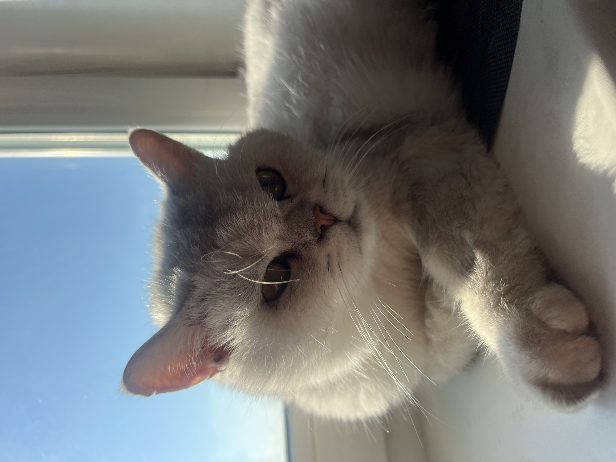 A light-colored cat is lying down and facing the camera. The cat has gray and white fur and brown eyes. It is positioned near a window, with the bright blue sky visible outside. The room is filled with natural sunlight. The location appears to be indoors.