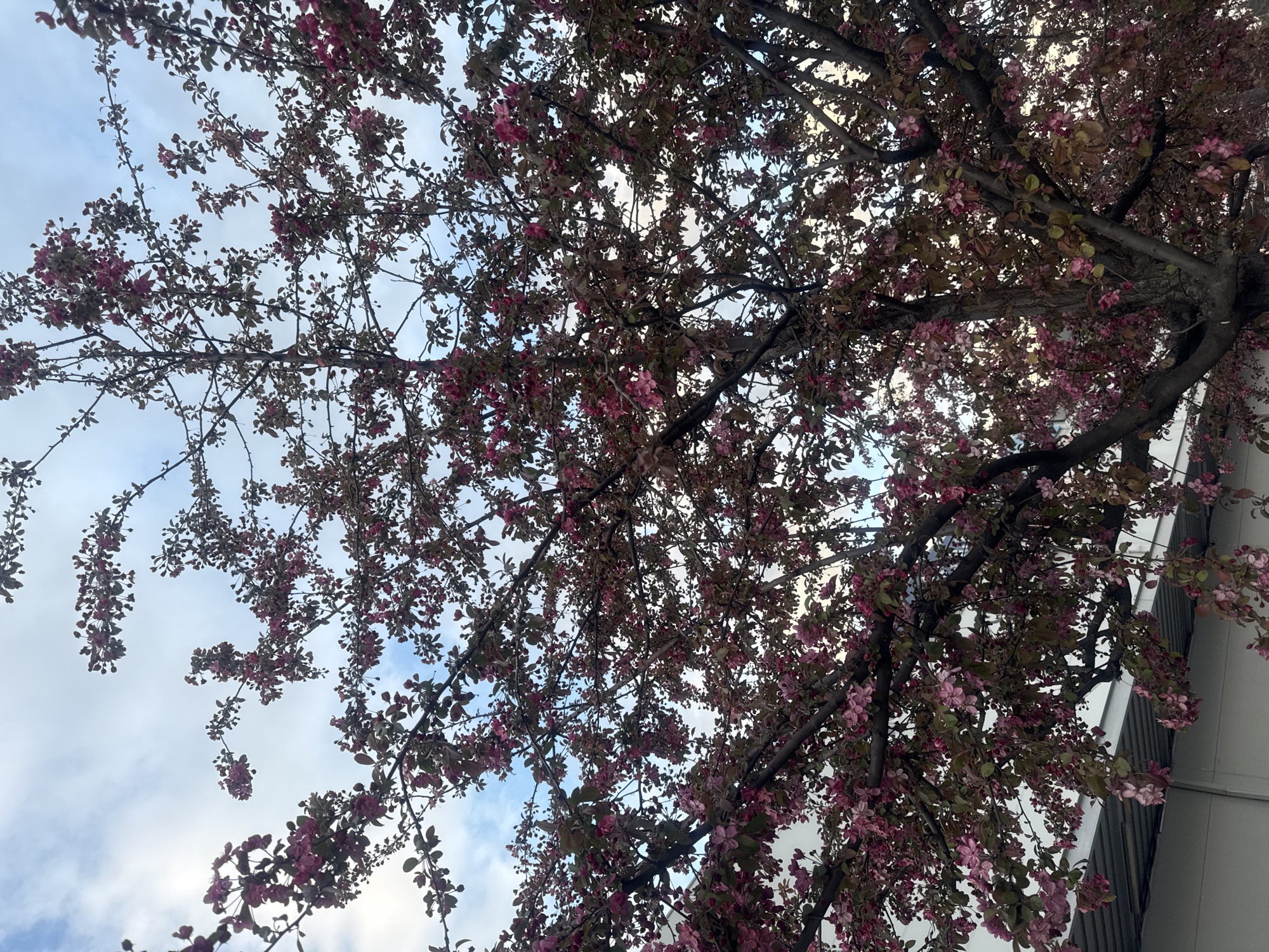 The image captures a flowering tree with pink blossoms against a backdrop of a cloudy sky. The perspective is from below, looking up into the tree's branches. The branches are intricate and bear both flowers and leaves. The sky is partially visible through the foliage, with blue patches interspersed among the white clouds. The building's facade is visible on the right side of the frame. The photograph was taken in the city of Tbilisi, Georgia.