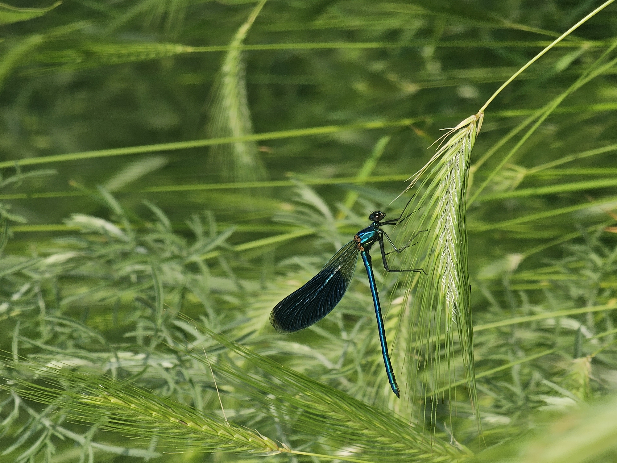 A damselfly clings to a blade of grass in a field of greenery. The damselfly has a vibrant blue body and dark wings. The location is Dobri Dol, Bulgaria.