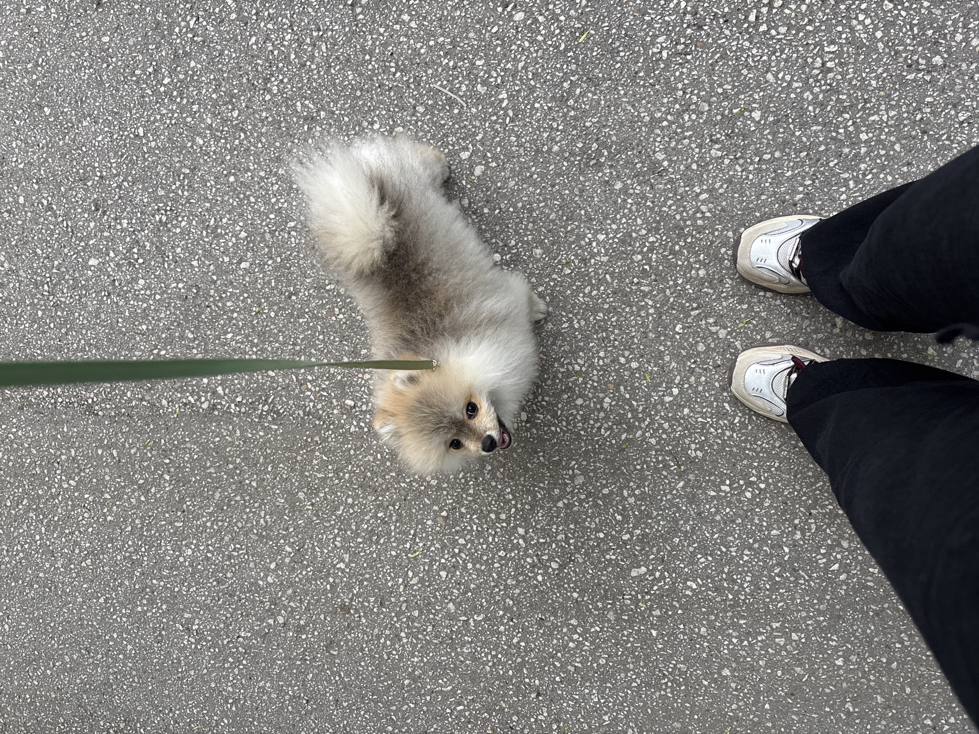 A small, tan and gray Pomeranian dog stands on a gray asphalt surface, looking up towards the camera. The dog is attached to a green leash. To the right of the dog are two feet wearing white sneakers and black pants. The location appears to be a paved outdoor area. Plovdiv, Bulgaria, is not discernible from the image.