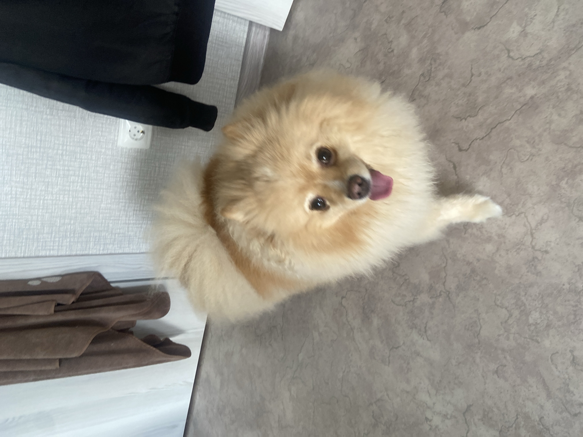 A fluffy, light-colored Pomeranian dog is standing on a textured gray floor. The dog is facing the camera with its tongue out and appears alert. Behind the dog, on the left side of the image, a brown, draped fabric is hanging, possibly a towel or piece of clothing. To the right of the dog, a light-colored wall with a subtle texture is visible. A white electrical outlet with two circular openings is mounted on the wall. A dark-colored jacket or coat is partially visible hanging on the wall above the outlet. The overall environment appears to be indoors, possibly a hallway or room within a residential building. There are no discernable landmarks that would place this image in Kazan, Russia, or any specific city.