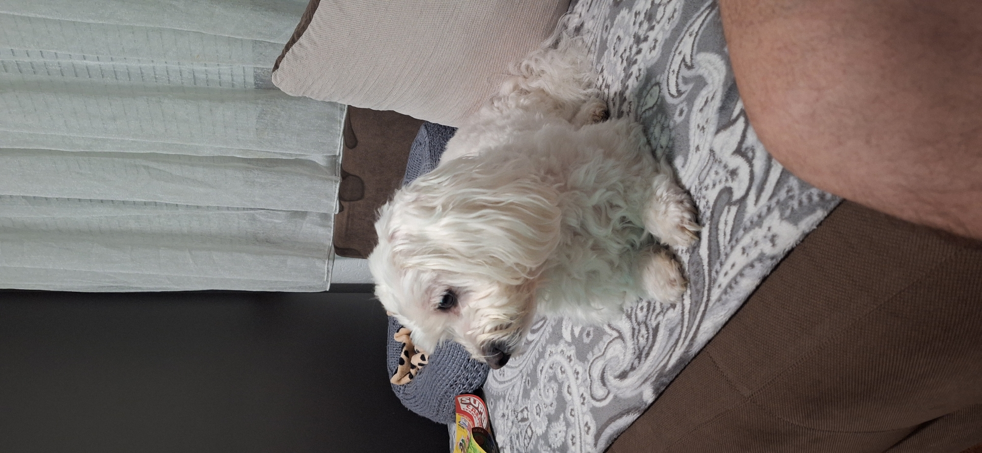 A medium-shot photograph shows a small, white, fluffy dog lying on a gray patterned surface, possibly a blanket or part of a couch. The dog appears to be a Maltese or similar breed, with long fur covering its eyes. The dog's head is turned slightly to the left.
To the left of the dog is a gray pet bed with a brown and black patterned edge. A package of what appears to be dog treats or food is visible near the bed.
In the background, on the left side of the image, there are light-colored pleated blinds. A beige pillow sits behind the pet bed.
The right side of the image is partially obscured by what appears to be a person's leg. The bottom of the image shows a brown upholstered surface.
The location is not discernible from the image.