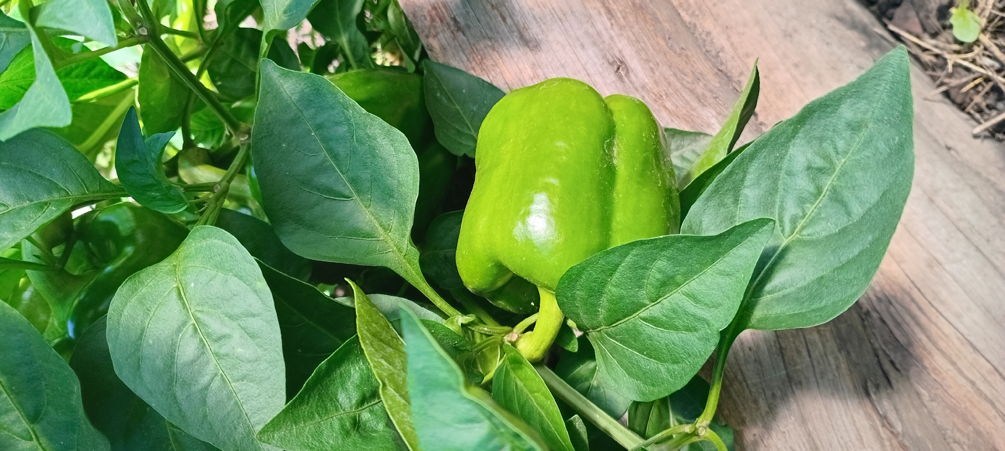 A close-up, vertical shot shows a green bell pepper nestled amongst lush green leaves. The pepper, a vibrant shade of green, has a smooth, shiny surface with subtle indentations. It is attached to a thick, pale green stem. The leaves are broad and healthy, with visible veins and a slightly waxy sheen. The background consists of weathered wooden planks, showing a natural, outdoor setting. The lighting suggests a sunny day, casting soft shadows and highlighting the textures of the pepper and leaves. The overall impression is one of freshness and natural growth.