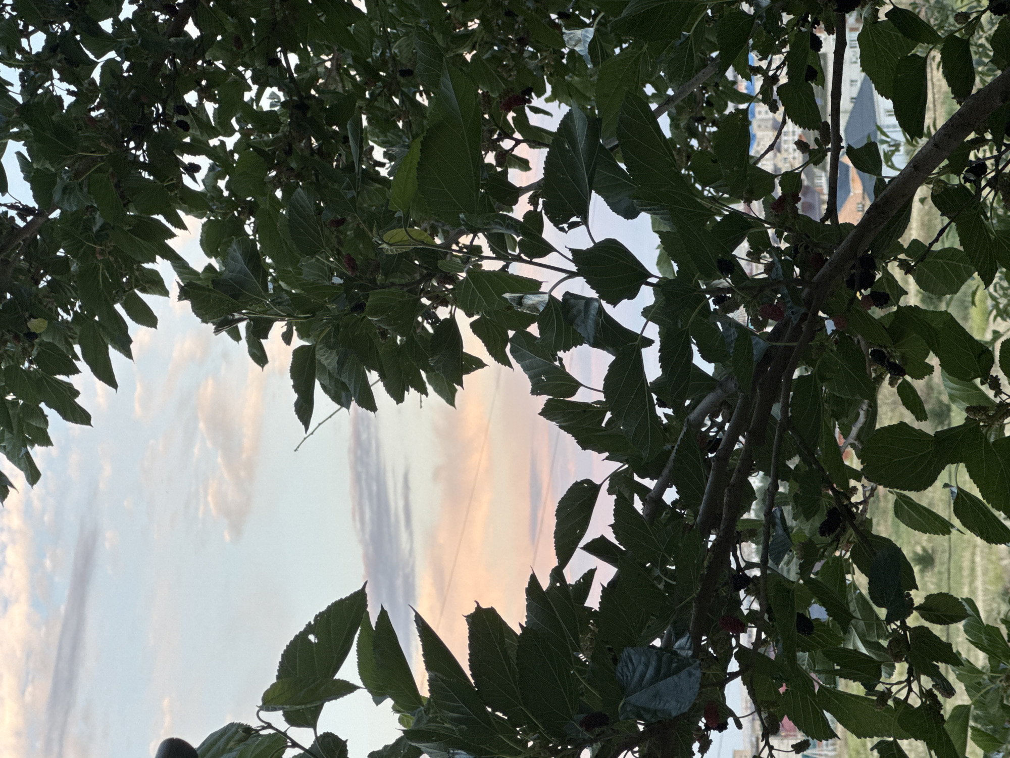 The image shows a view through a leafy tree, likely a mulberry tree, with ripe mulberries visible. The leaves are dark green and lush, obscuring much of the background. Through the gaps in the foliage, a soft, pastel-colored sky with wispy clouds is visible, suggesting either sunrise or sunset. In the distance, blurred buildings and a hint of green landscape can be seen, indicating an outdoor, possibly semi-urban or suburban setting. The overall mood is serene and natural, with a focus on the textures and colors of the leaves and the gentle hues of the sky. The orientation of the image is vertical, and the lighting suggests a soft, diffused light, consistent with dawn or dusk. There is no visible text in the image.