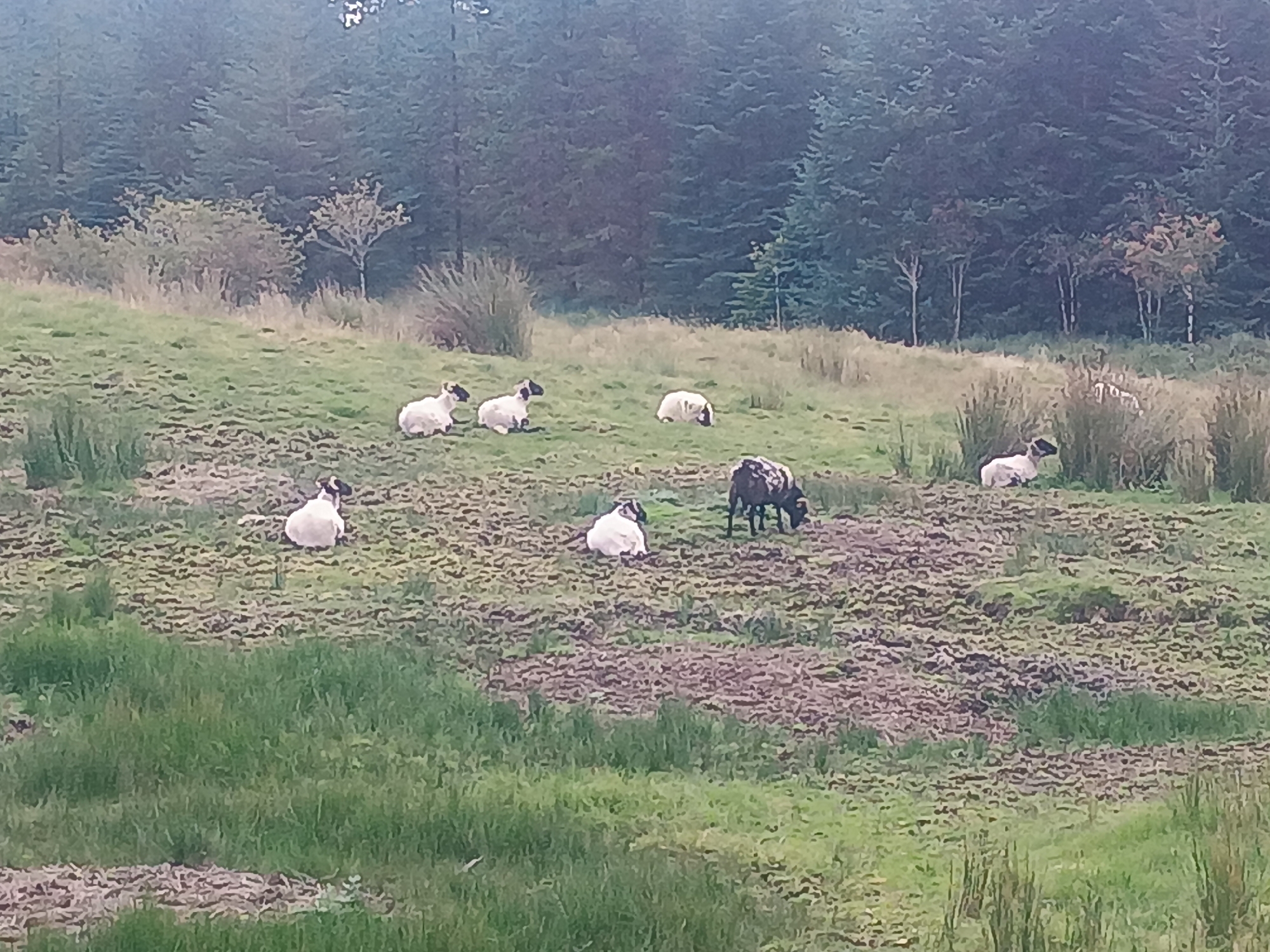 A flock of sheep grazes on a grassy hillside in front of a dense forest. There are approximately eight sheep visible, scattered across the frame. Some are lying down, while others are standing. The sheep are mostly white with black markings on their faces and legs. The terrain is uneven and covered with patches of dry grass and darker soil. The background consists of a dark green coniferous forest. The lighting suggests it is daytime, possibly overcast or late in the day due to the muted tones.