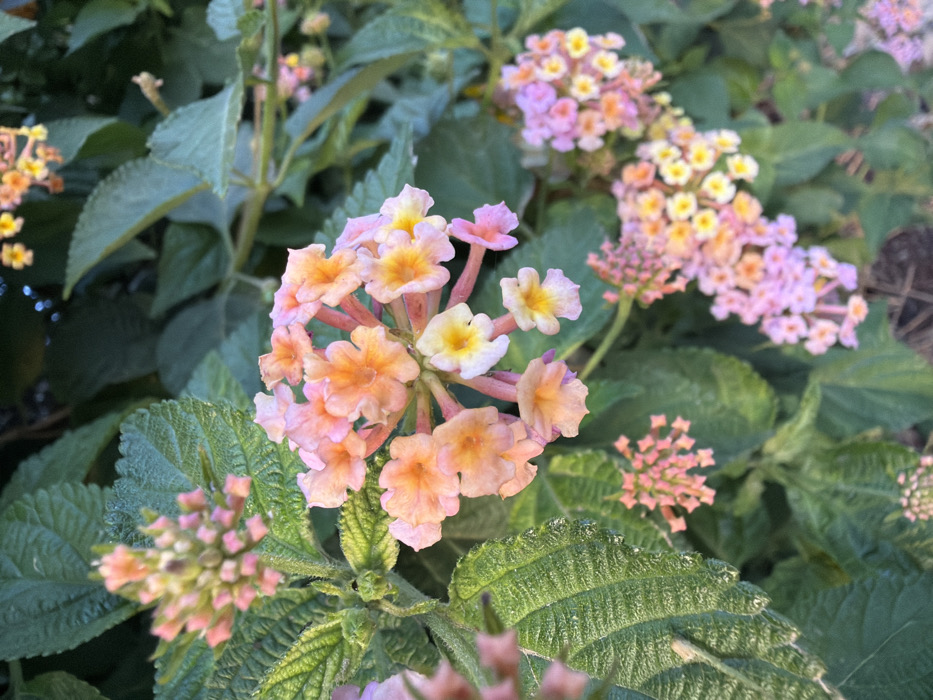 The image displays a close-up view of multiple clusters of Lantana camara flowers and their associated foliage. The primary floral cluster, located centrally in the foreground, consists of numerous small florets exhibiting a distinct color transition from pale yellow and white in the innermost blooms to peach, orange, and light pink/lavender on the outer florets. Surrounding these flowers are deep green, ovate leaves with prominent textured venation and slightly serrated margins; some leaves show small, spherical droplets of liquid, consistent with water or dew. Further clusters of similar multi-colored flowers and additional green foliage are visible in the softly blurred background, indicating a shallow depth of field. The scene depicts a natural or cultivated outdoor floral environment. While the flora presented is typical of garden and roadside plantings found throughout Tel-Aviv, Israel, no specific street address or precise location within the city can be ascertained from the image content. No people, animals, man-made objects other than the plant material, or explicit actions are discernible.