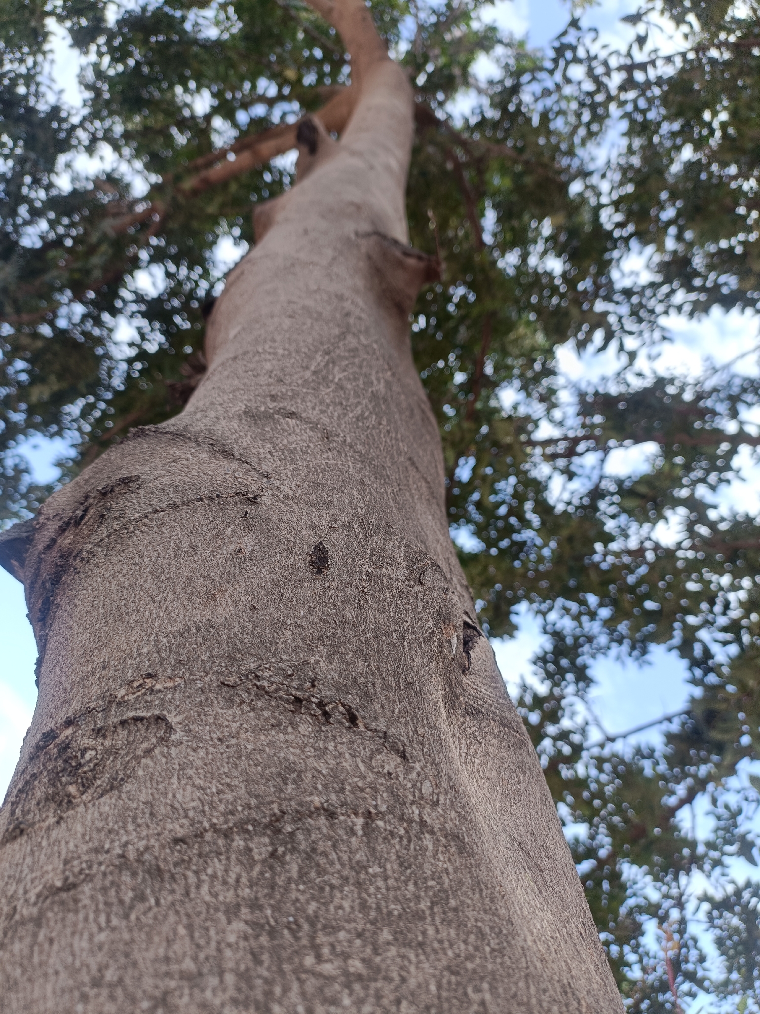 The image depicts a close-up, upward view of a tree trunk. The bark is rough and textured, with varying shades of gray and brown. The trunk appears to be relatively smooth and cylindrical. In the background, leaves and branches are visible, creating a blurred canopy against a blue sky with scattered clouds. The location is unspecified in the city of Unknown, Unknown.