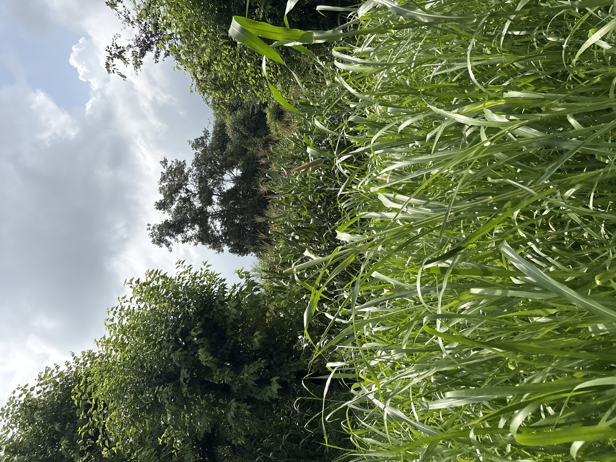 A vertical shot captures a lush, green landscape filled with tall grasses in the foreground and a cornfield behind them. Trees line the background, with a cloudy sky overhead. The scene is set in Baldwara, India.