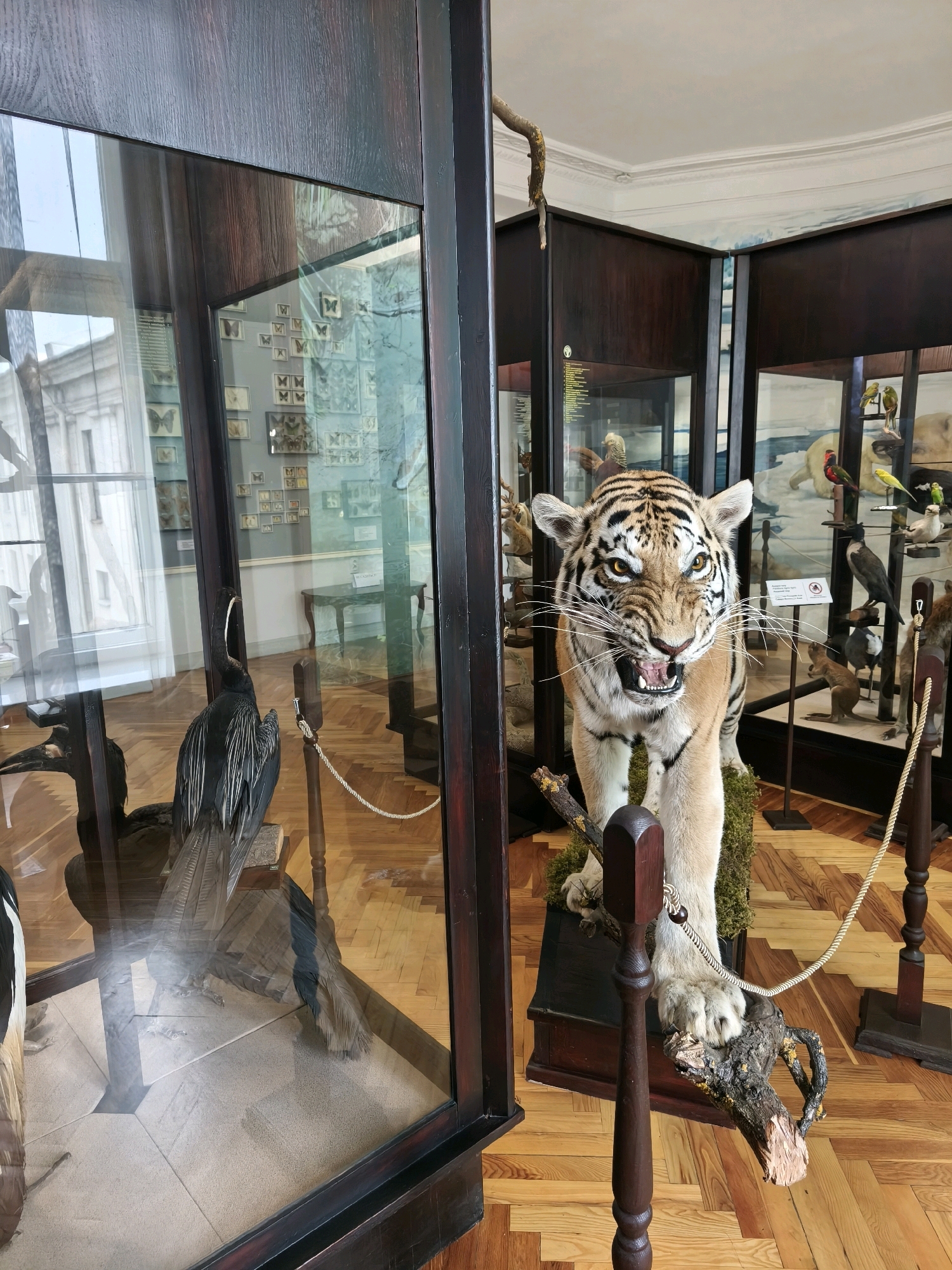 A taxidermied tiger with its mouth open in a roar is displayed in a museum exhibit. The tiger is standing on a moss-covered platform with a broken branch. Behind the tiger, other taxidermied animals and displays are visible in glass cases, including birds and insects. In the foreground, a taxidermied bird with its wings spread is in a glass display case. The floor is made of wooden planks. The overall setting appears to be a natural history museum.