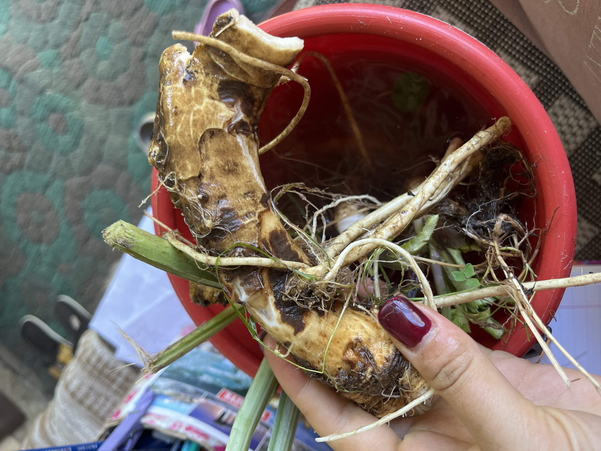 A hand with dark red nail polish holds a large, dirty, brown plant root that has thin white roots and green stems attached. The root is being held over a red plastic pot containing murky water and submerged plant material. In the background, a green and brown textured surface is visible, possibly a rug or mat. Below the pot, a stack of colorful items, possibly books or magazines, and a pair of black and tan shoes are partially visible. The scene appears to be indoors or on a covered porch. The overall impression is that of someone examining or repotting a plant.