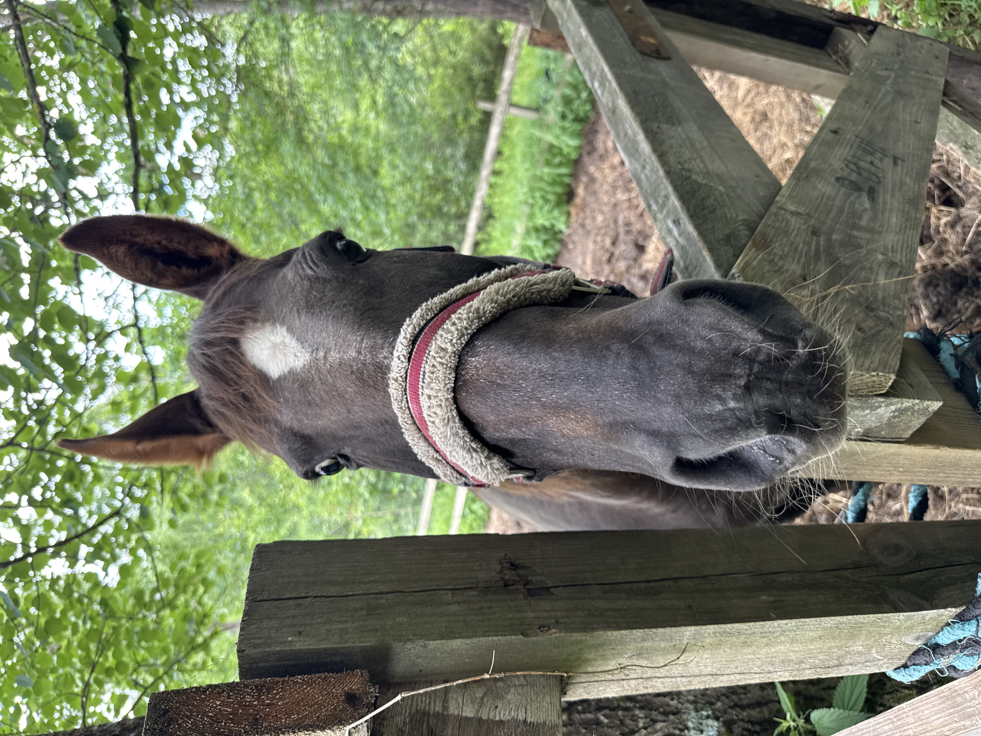 A close-up, head-on shot captures a dark brown horse looking directly at the camera. The horse is wearing a halter with a fluffy, red-and-white padded lining. A white diamond-shaped marking is visible on its forehead. The horse's ears are pointed forward and slightly raised.
The horse is positioned behind a weathered, wooden fence post on the left and a section of a wooden fence on the right. The fence appears to be part of a corral or enclosure. In the background, out of focus, is lush green foliage, suggesting an outdoor, possibly rural or wooded setting. The ground within the enclosure appears to be covered with straw or hay. A thin piece of dried grass is stuck to the fence post on the left.
There is no indication that this scene is located in the city of Mars, Russia, or any specific geographical location beyond a natural outdoor environment.