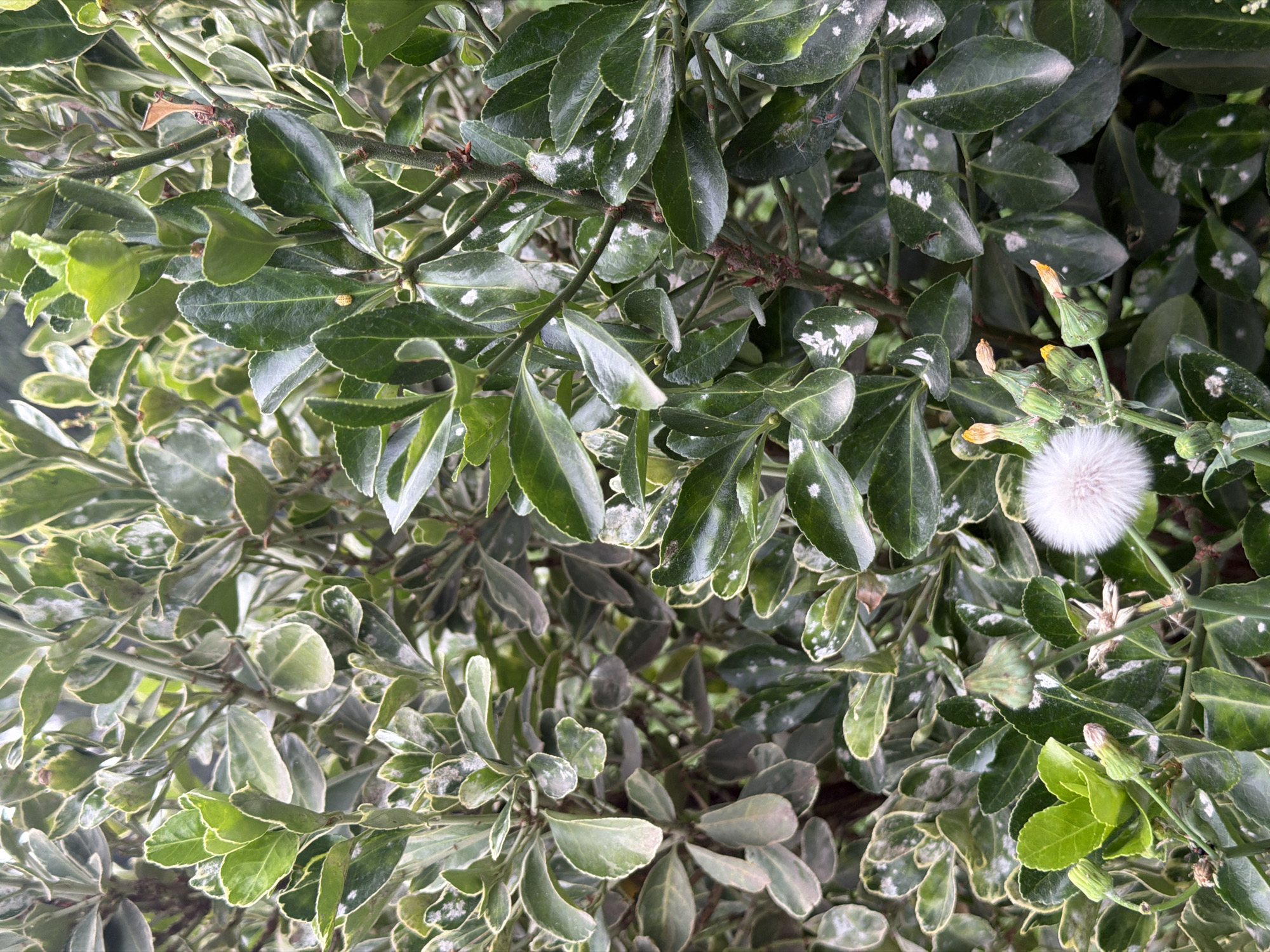 The image shows a close-up of a plant with dark green leaves edged in white. Some of the leaves have white powdery spots. In the lower right quadrant, there is a fluffy white dandelion-like seed head, and to its left, several unopened green flower buds with orange tips. The background is filled with more of the same plant, creating a dense foliage effect. The lighting suggests it is daytime, possibly overcast, as there are no harsh shadows. There are no people or animals visible in the image. The scene appears to be an outdoor, natural setting, possibly a garden or park. The provided context indicates this scene is located in Tbilisi, Georgia.