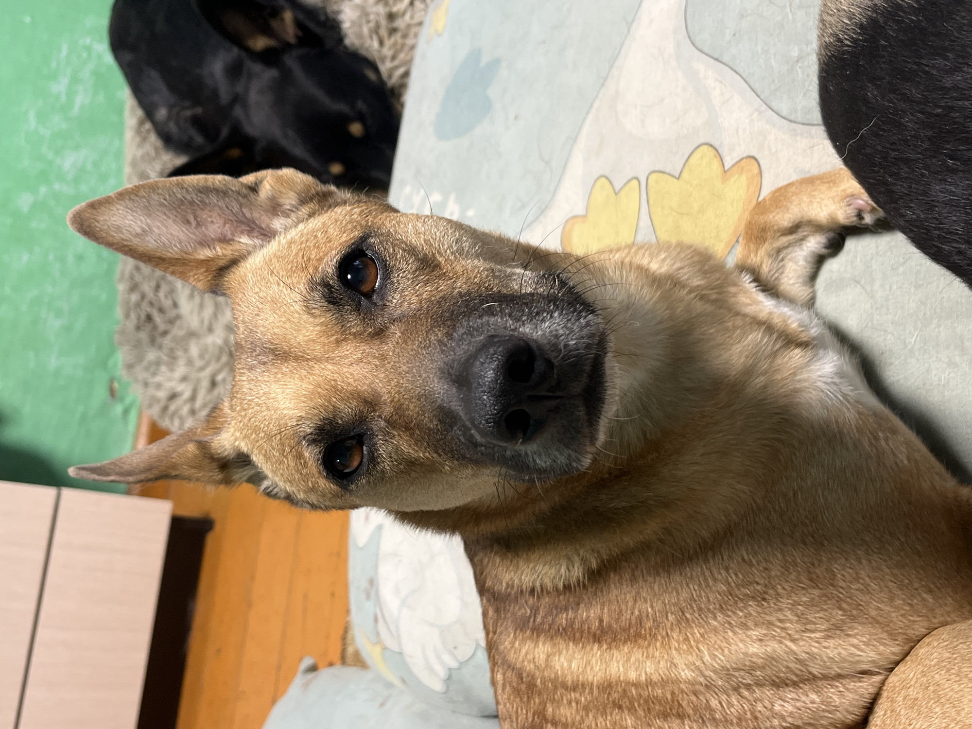 A tan dog with pointy ears is the subject of this close-up portrait, lying on a patterned pillow. Its dark eyes gaze directly at the camera, and its black nose is prominent. Behind it, another dog, mostly black with tan markings around its face, rests on a textured rug. The background includes a wooden floor and a portion of a light-colored cabinet. The scene appears to be indoors, possibly a home environment. There is no information to suggest this image is located in Nizhny Tagil, Russia.