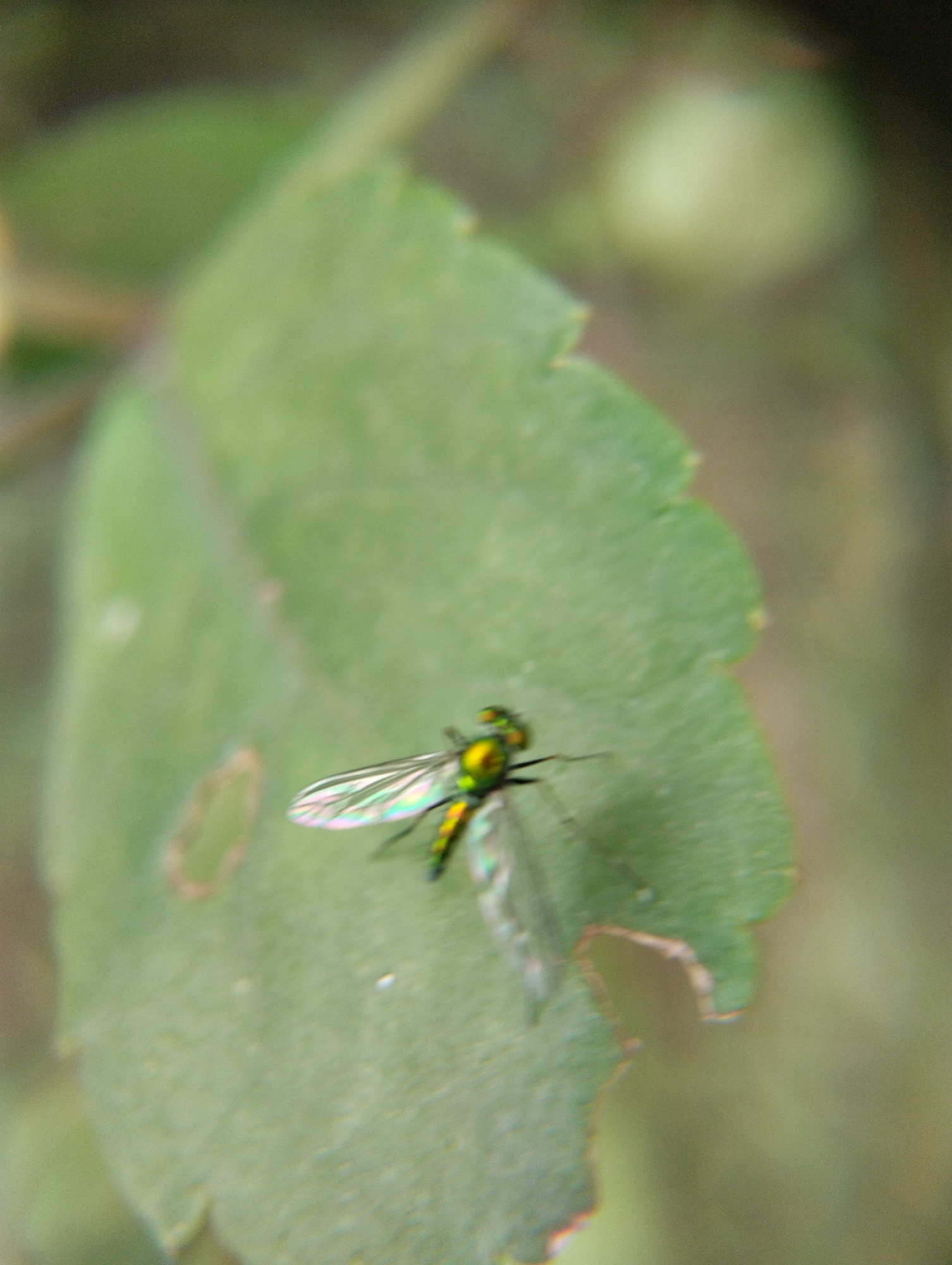 A metallic green fly with iridescent wings is perched on a green leaf. The leaf has an irregular shape and appears to be part of a plant. The background is blurred and consists of shades of green and brown, suggesting an outdoor, natural setting. The image is a close-up shot, focusing on the insect and the leaf. The location of Lhokseumawe, Indonesia, is not discernible from the visual information in the image.