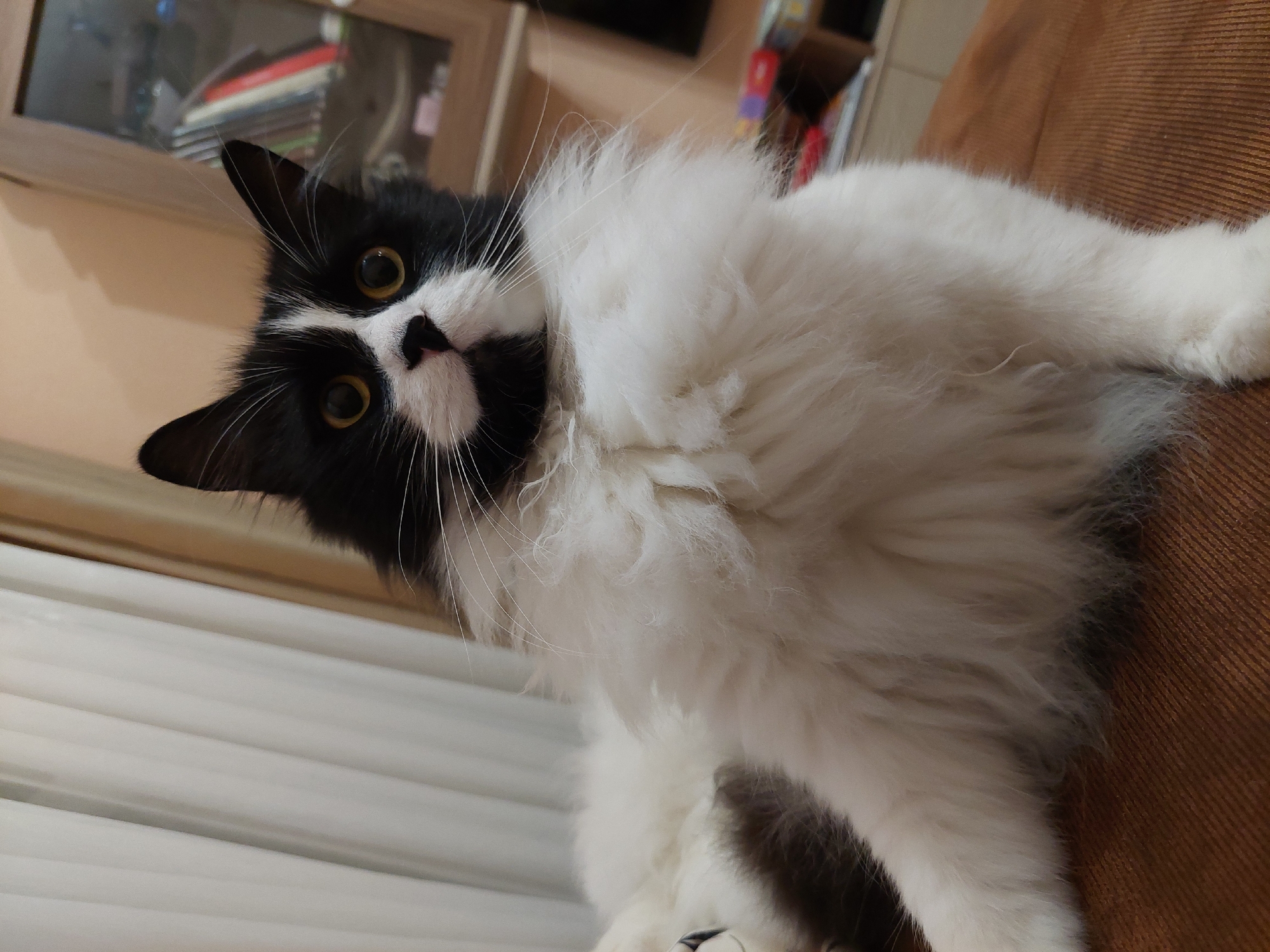 A black and white cat with long fur lies on a brown surface, possibly a couch, indoors. The cat's head is tilted, looking towards the camera with yellow eyes. In the background, there's a cabinet and white blinds or curtains. The location is not discernible from the image alone. Therefore, no information about Plovdiv, Bulgaria can be provided.